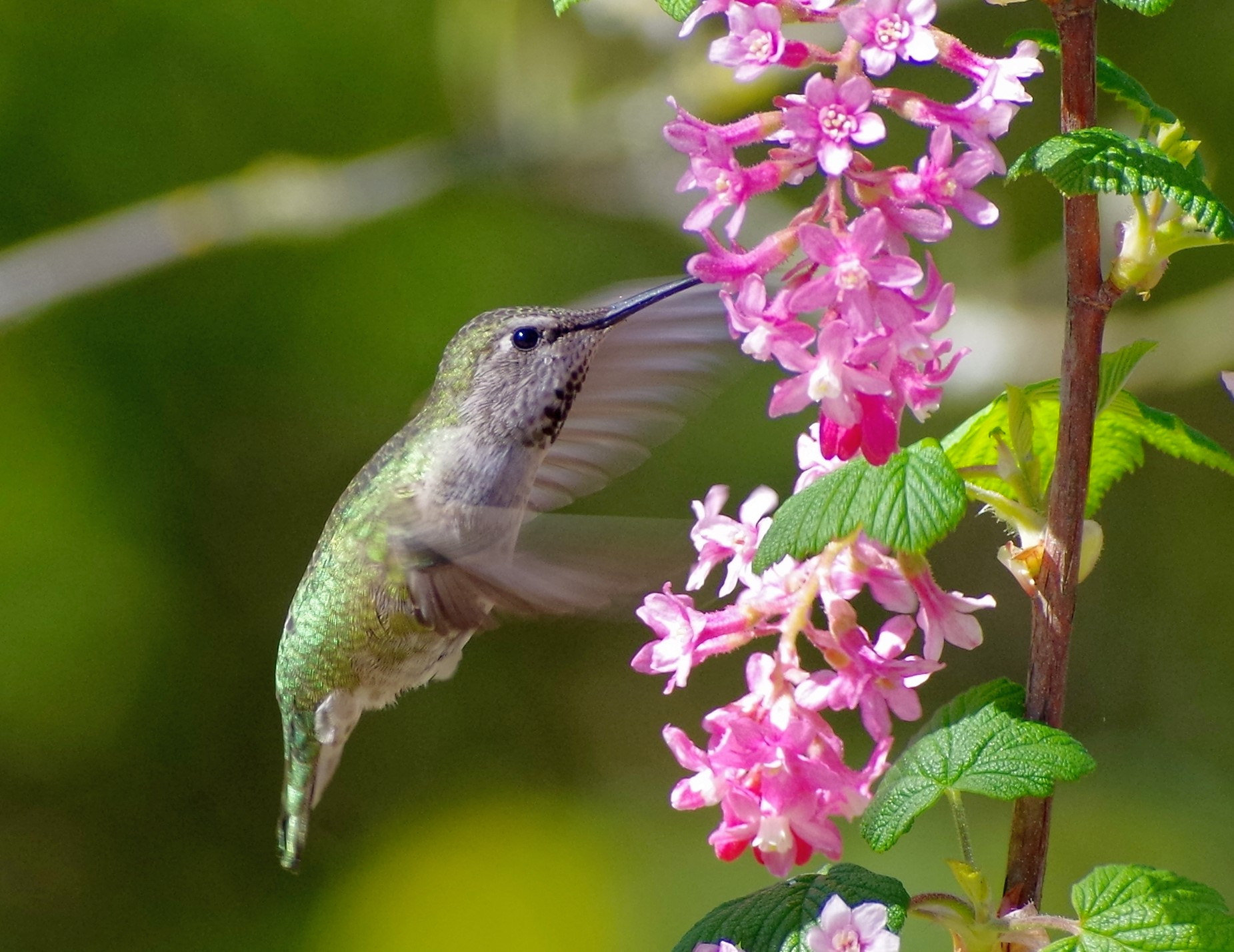 Pentax K-30 + A Series Lens sample photo. Hummingbird photography