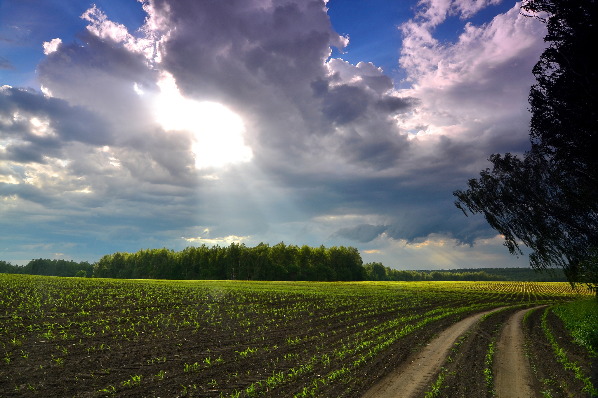 Nikon D3100 sample photo. Sun ray photography