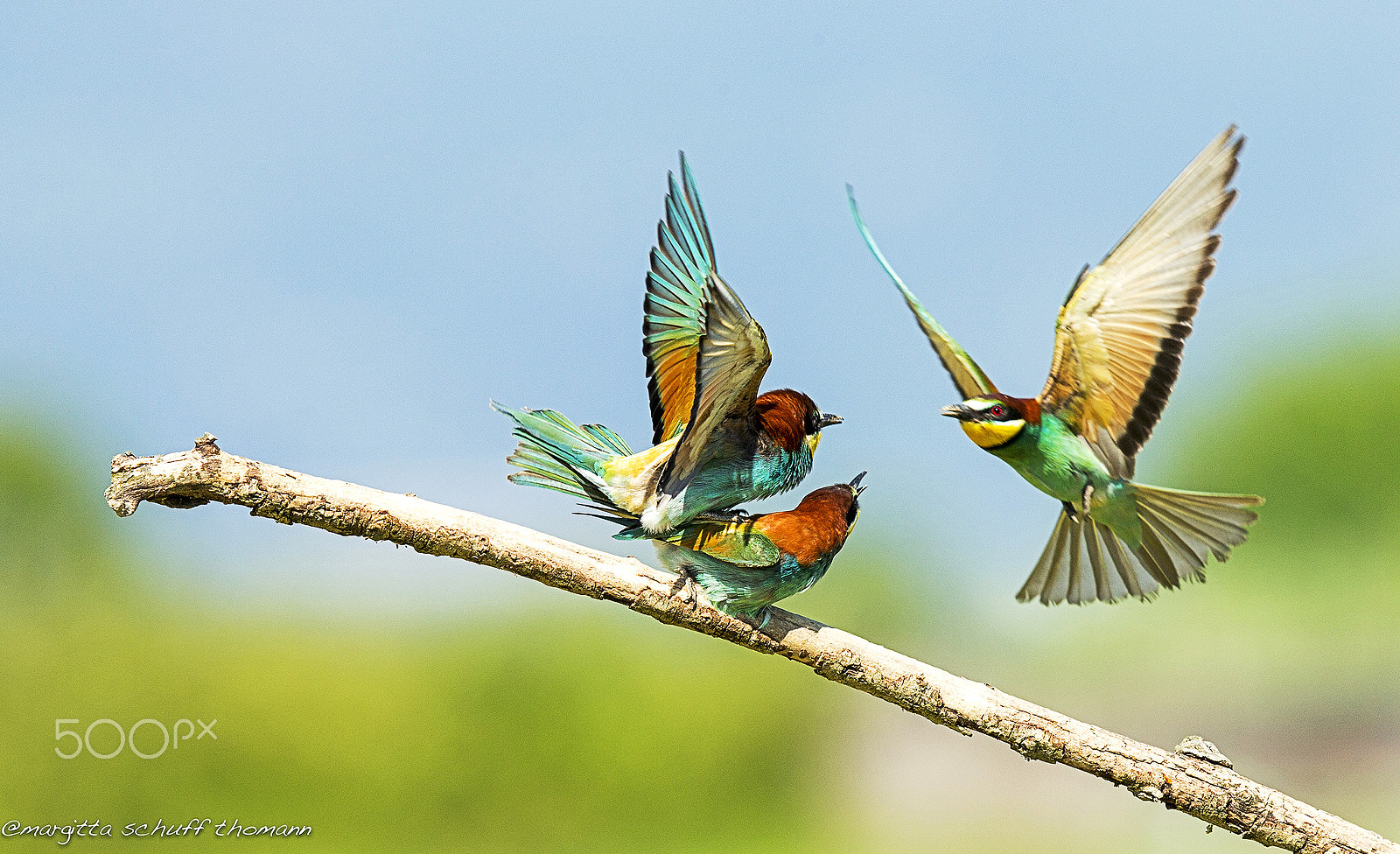 Canon EOS-1D X + Canon EF 300mm F2.8L IS USM sample photo. But look at this guy, so cheeky ... photography