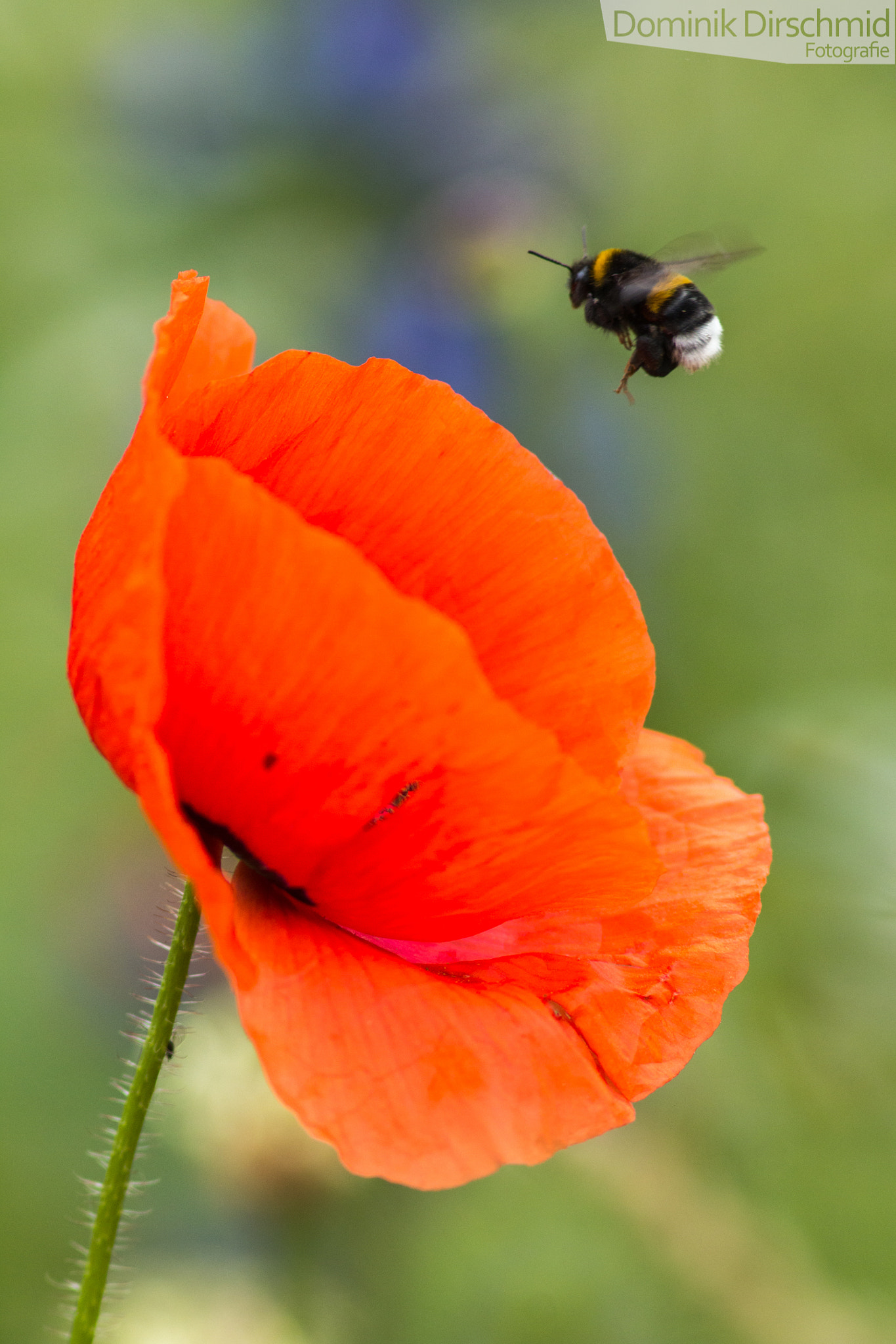 Canon EOS 70D + Canon EF 300mm F4L IS USM sample photo. Approach photography