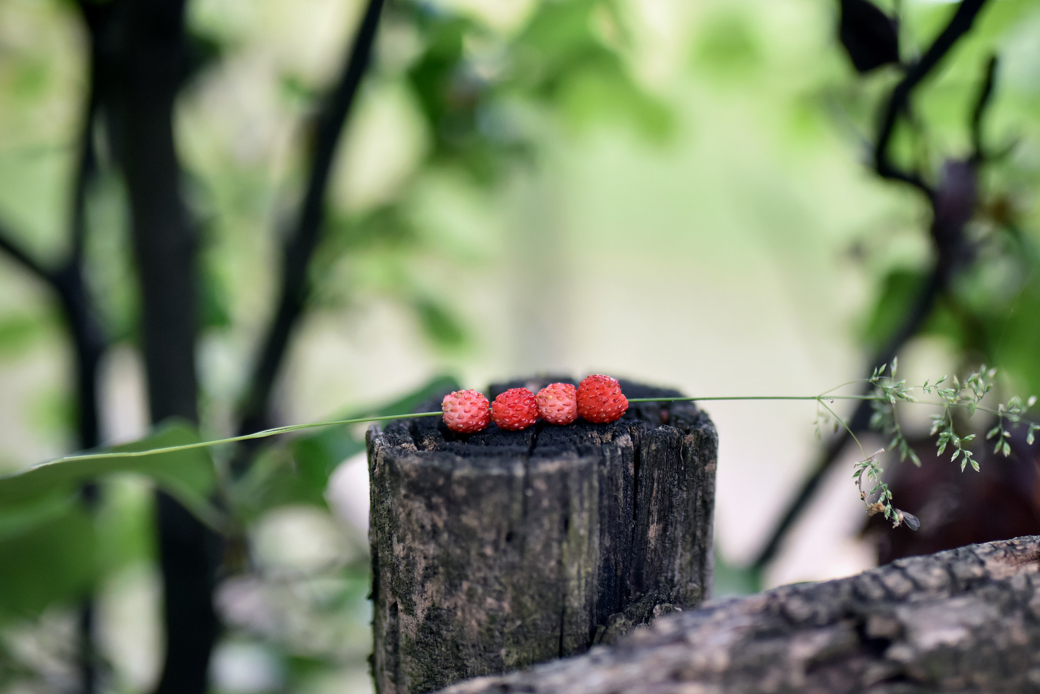 Nikon AF-S Nikkor 400mm F2.8D ED-IF II sample photo. Wild strawberries photography