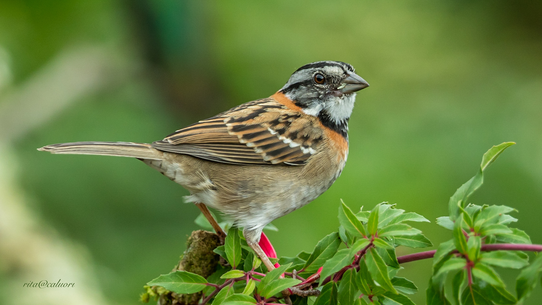 Canon EF 300mm F2.8L IS II USM sample photo. Rufous-collerd sparrow photography
