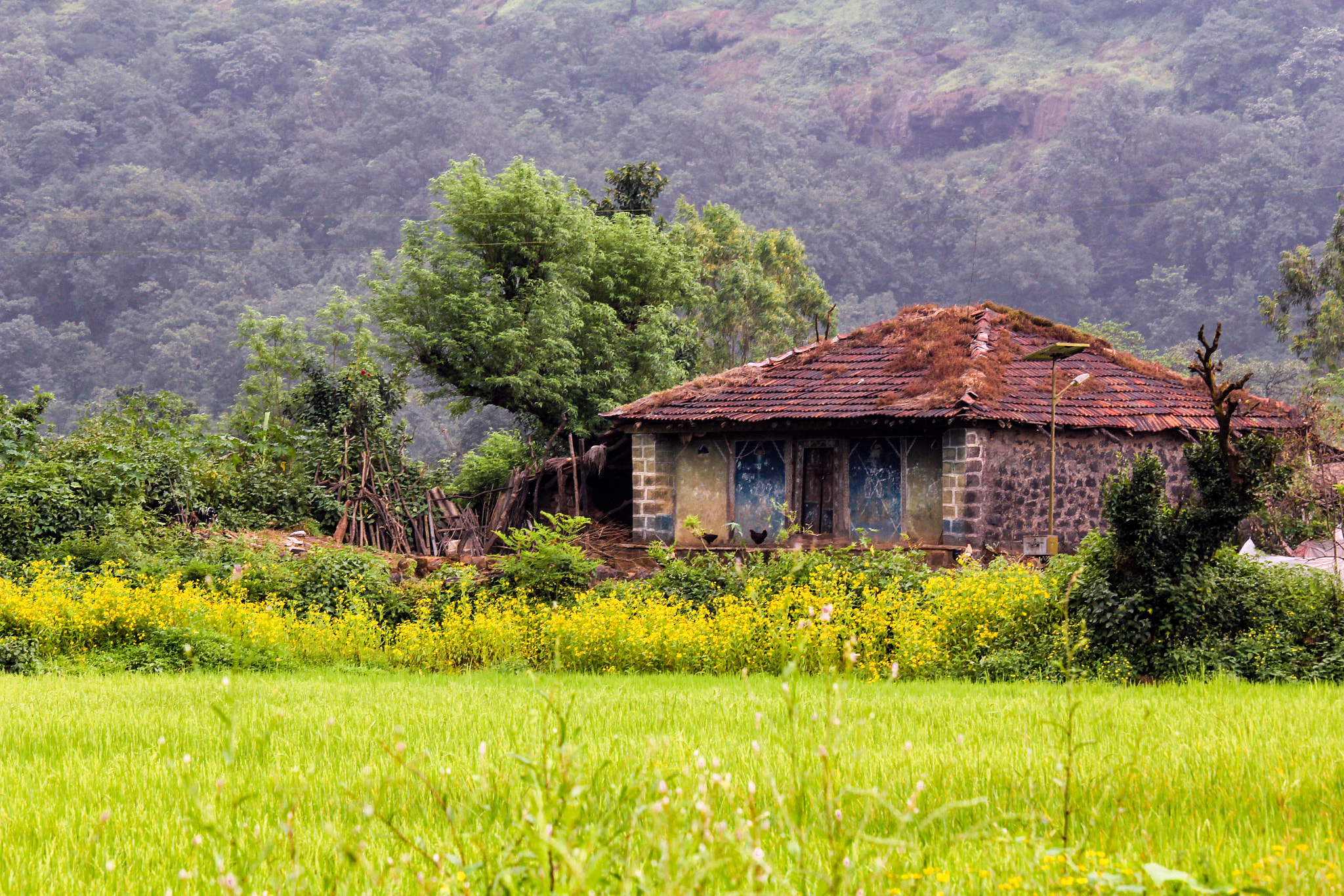 Canon EF-S 55-250mm F4-5.6 IS STM sample photo. I call it a home photography
