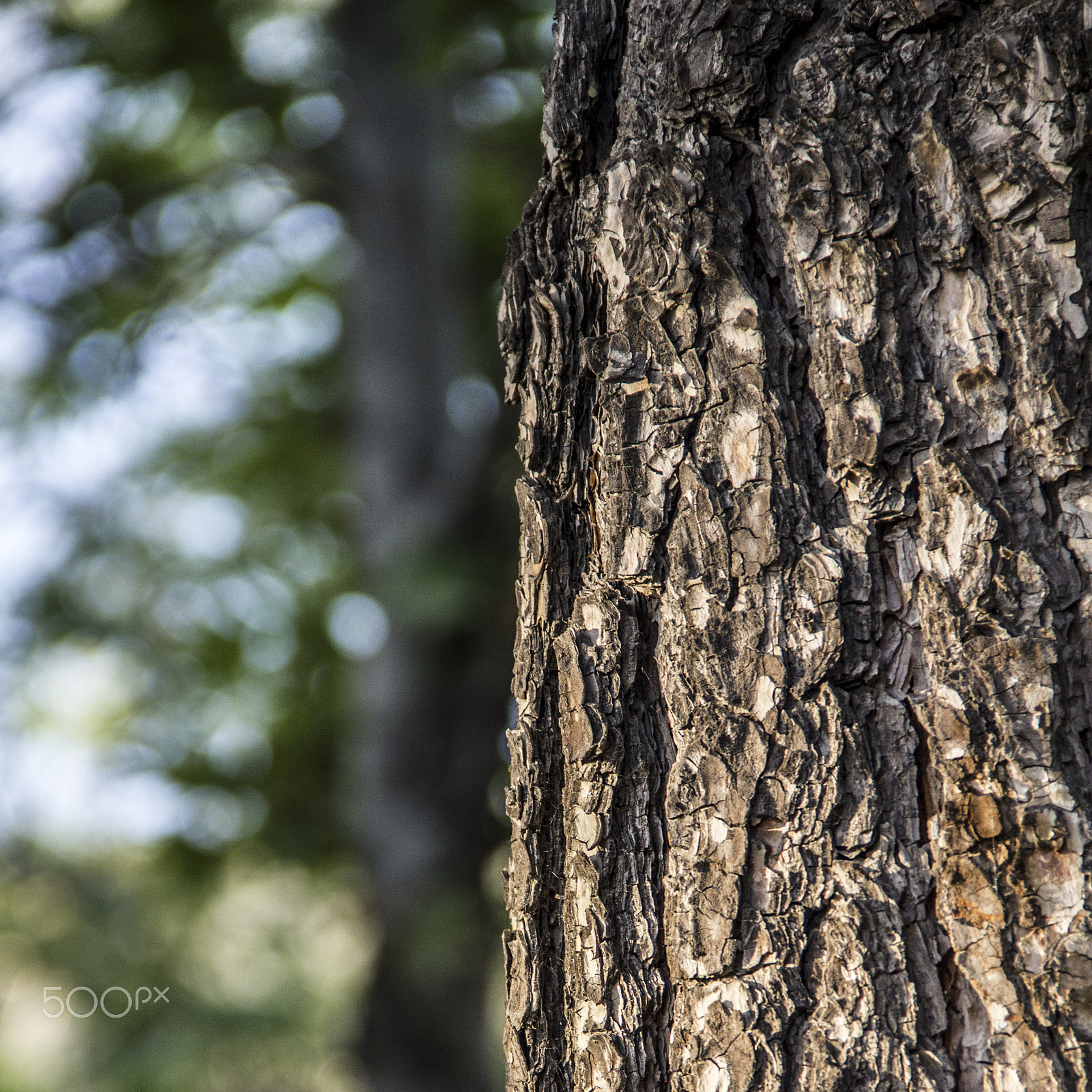Canon EOS 550D (EOS Rebel T2i / EOS Kiss X4) sample photo. Tree texture photography