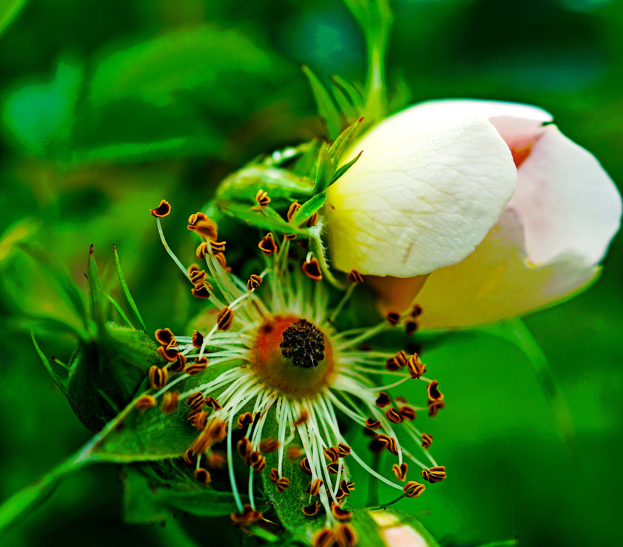 Sony DT 30mm F2.8 Macro SAM sample photo. With or without clothes i'm so beautiful photography