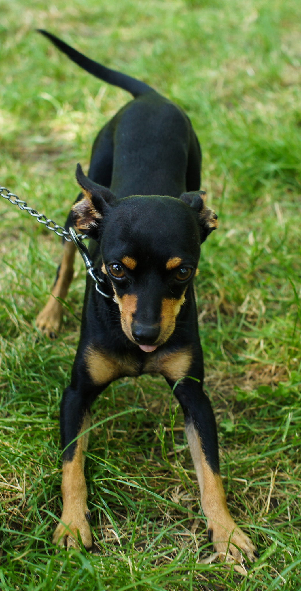 Sony Alpha NEX-C3 + Sigma 30mm F2.8 EX DN sample photo. Happy dog photography