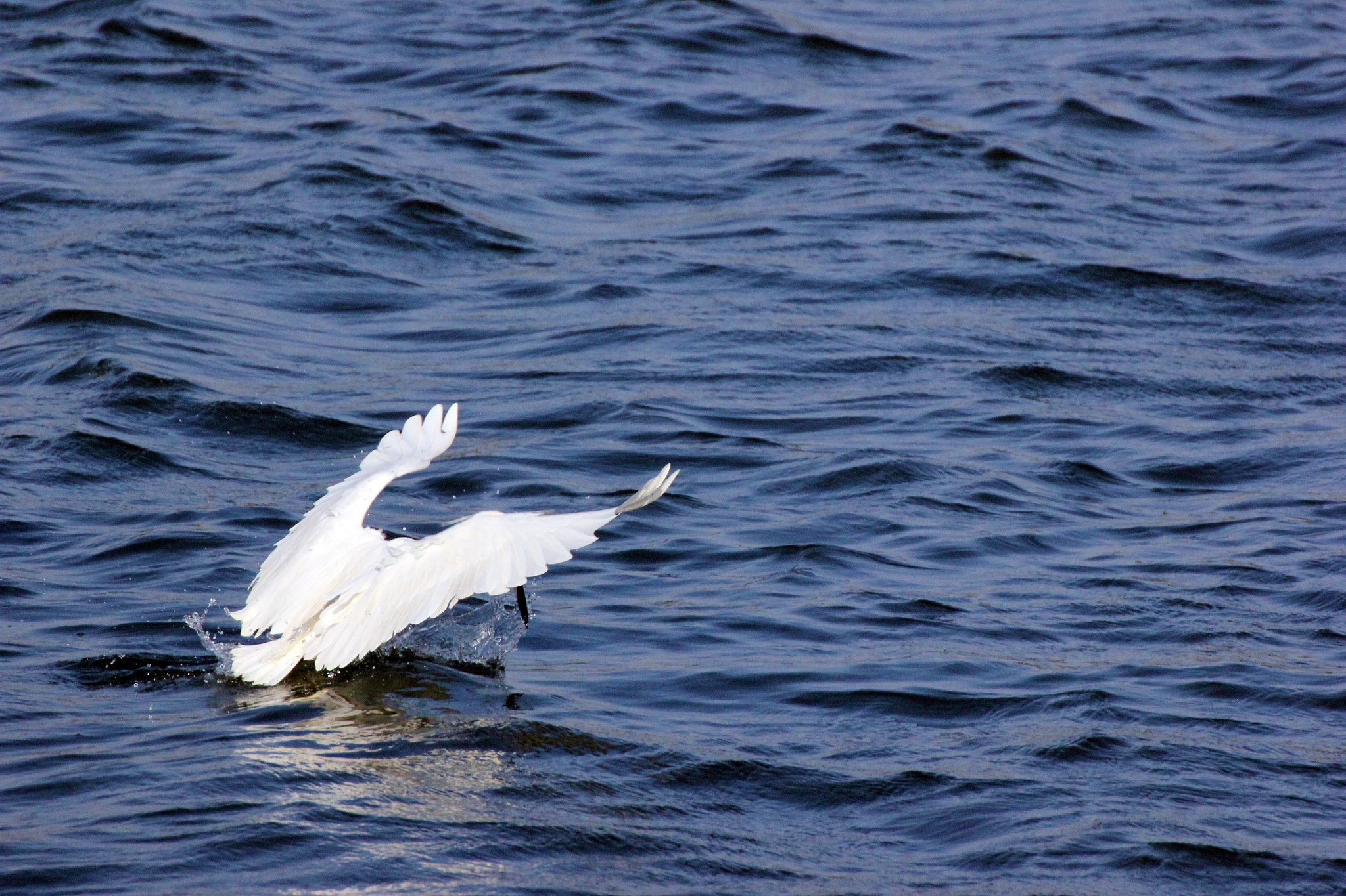 Tamron SP 35mm F1.8 Di VC USD sample photo. Angel's take off photography