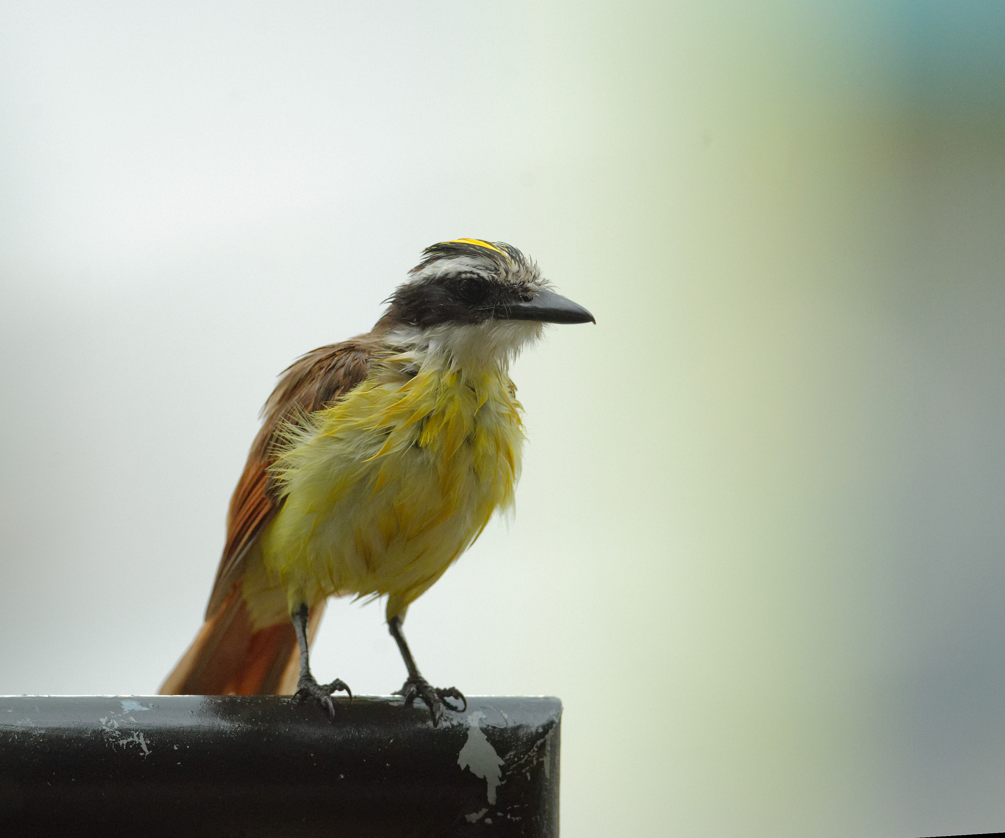 Nikon AF-S Nikkor 800mm F5.6E FL ED VR sample photo. Wet kiskadee . not feeling so great photography