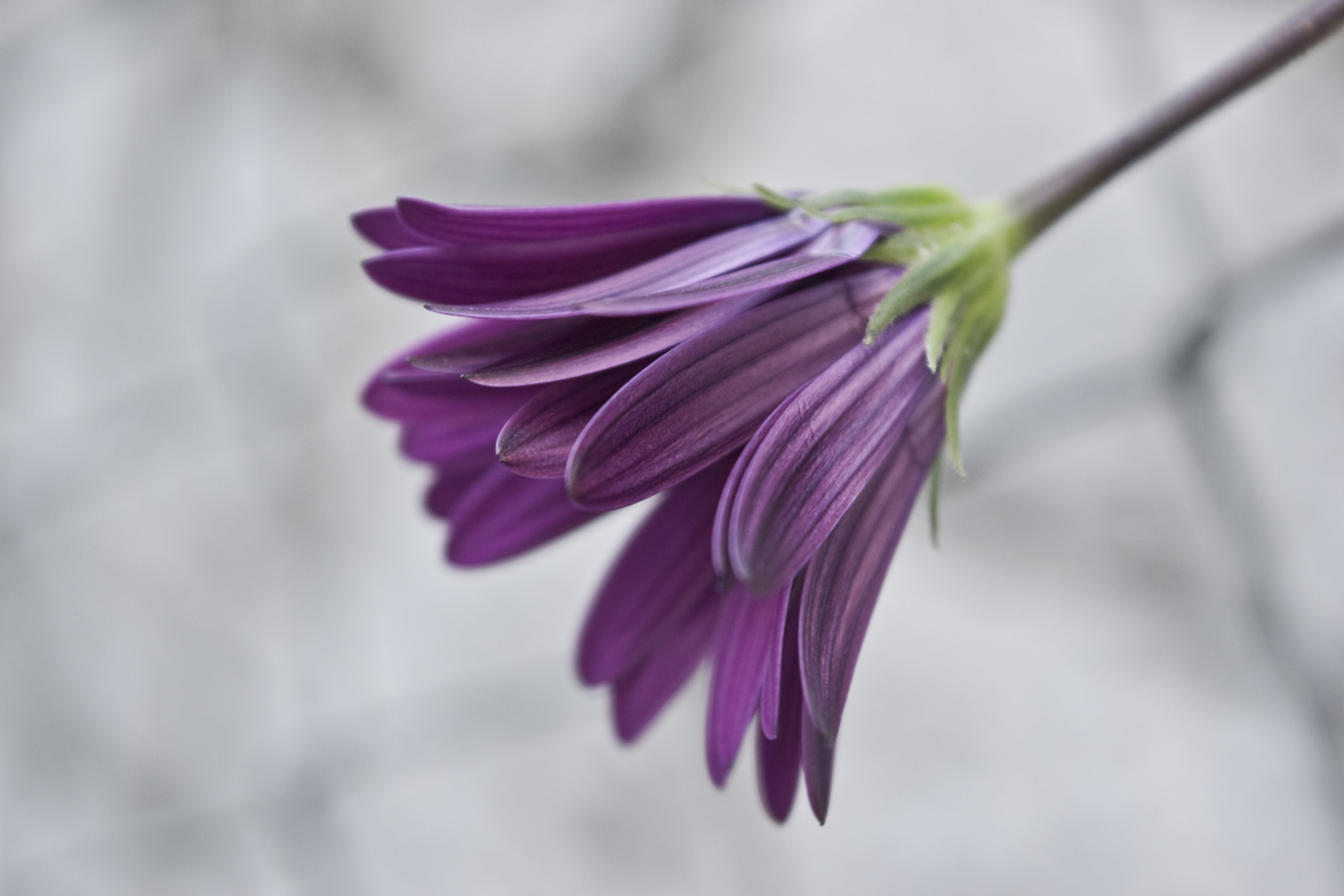 Sigma 150-500mm F5-6.3 DG OS HSM sample photo. Lonely flower photography