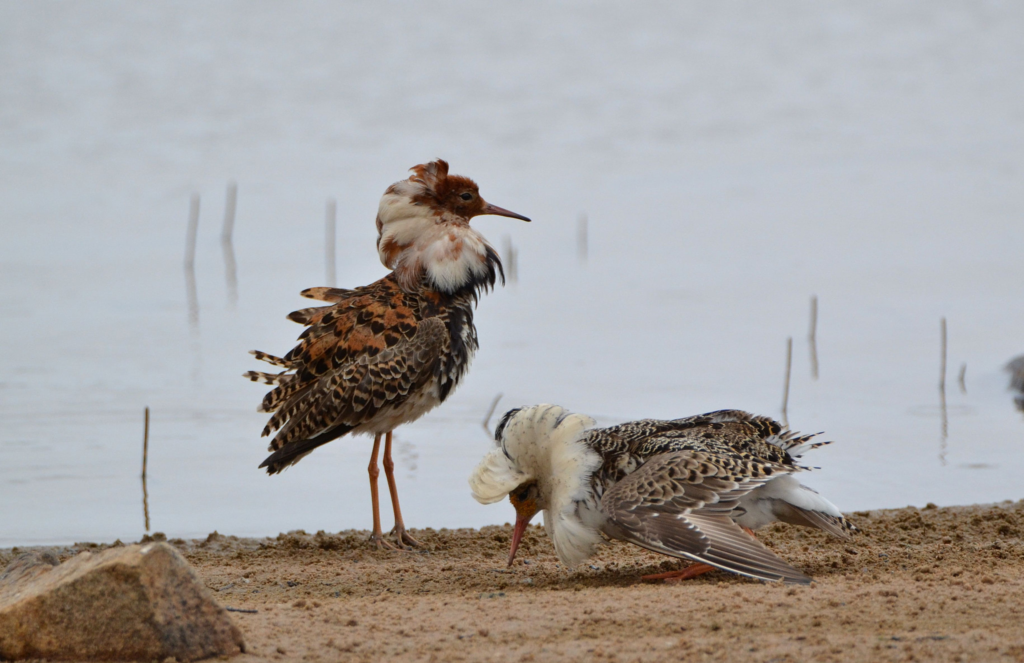 Nikon D3100 sample photo. Ruffs photography
