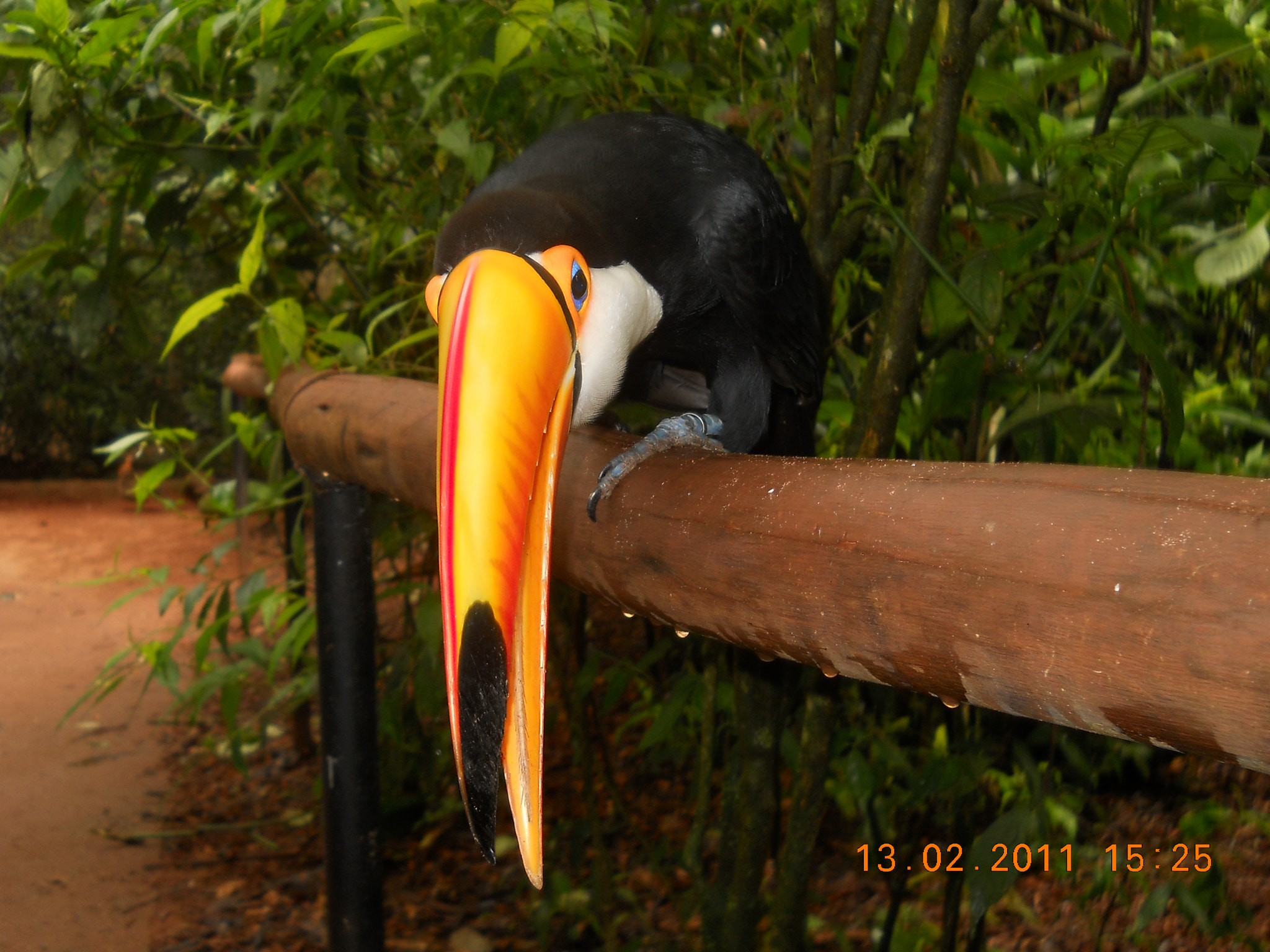 Nikon Coolpix L21 sample photo. Friendly toucan photography