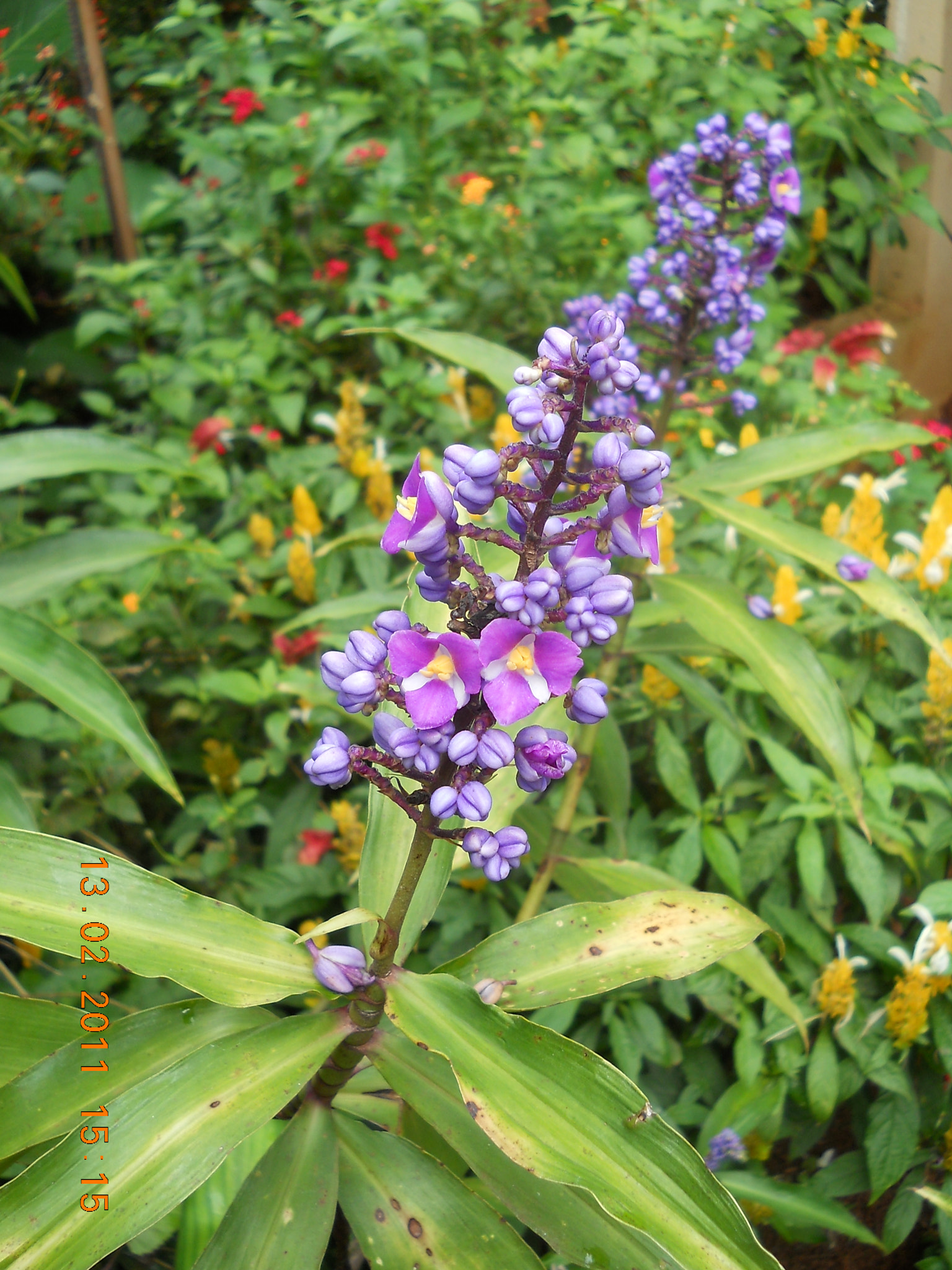 Nikon Coolpix L21 sample photo. Purple flower photography