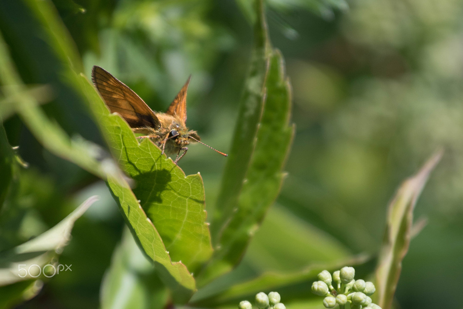 Canon EOS 760D (EOS Rebel T6s / EOS 8000D) + Canon EF 70-200mm F4L USM sample photo. Ochlodes sylvanus photography