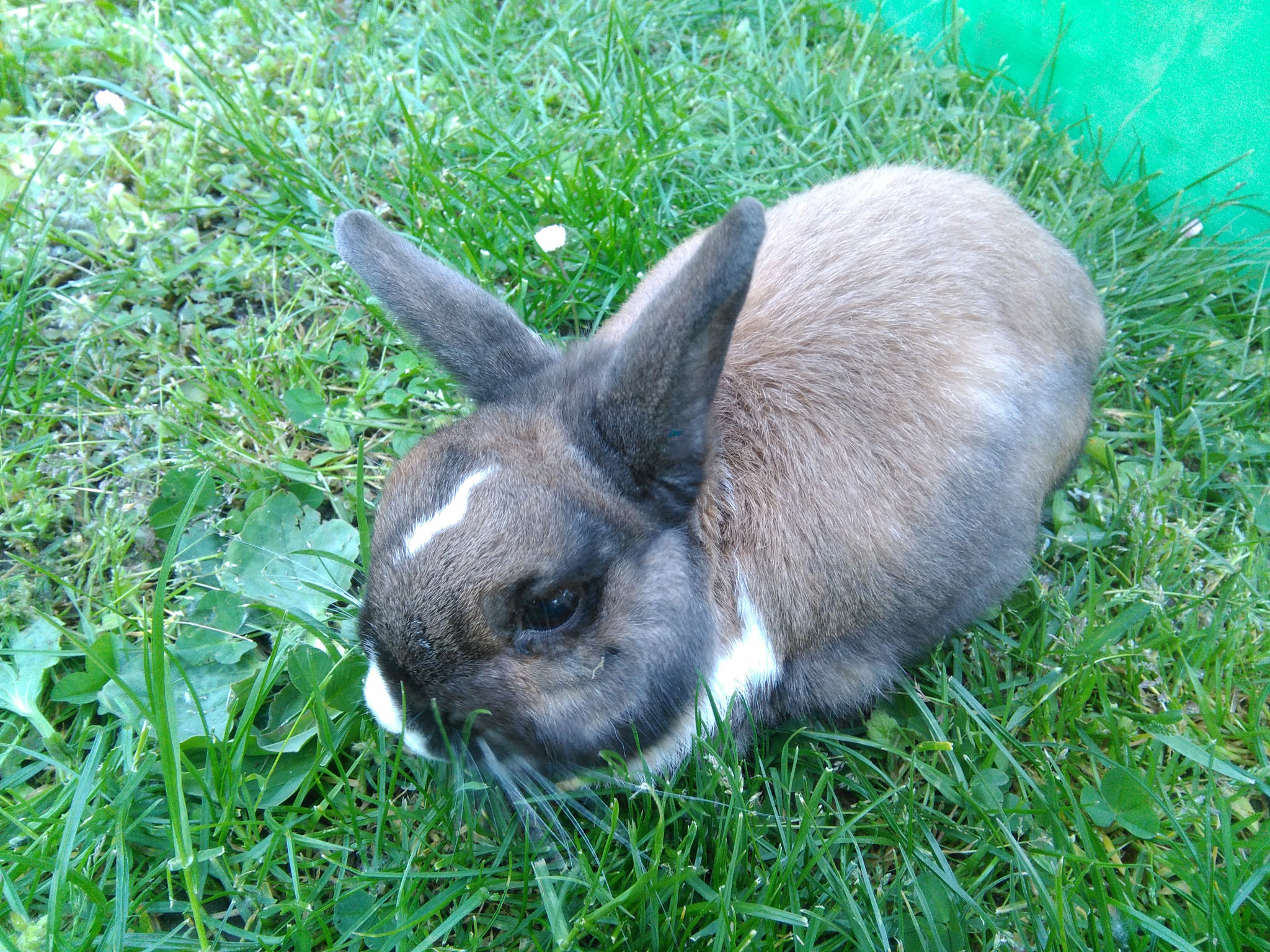 HUAWEI G620S-L01 sample photo. Rip my bunny photography