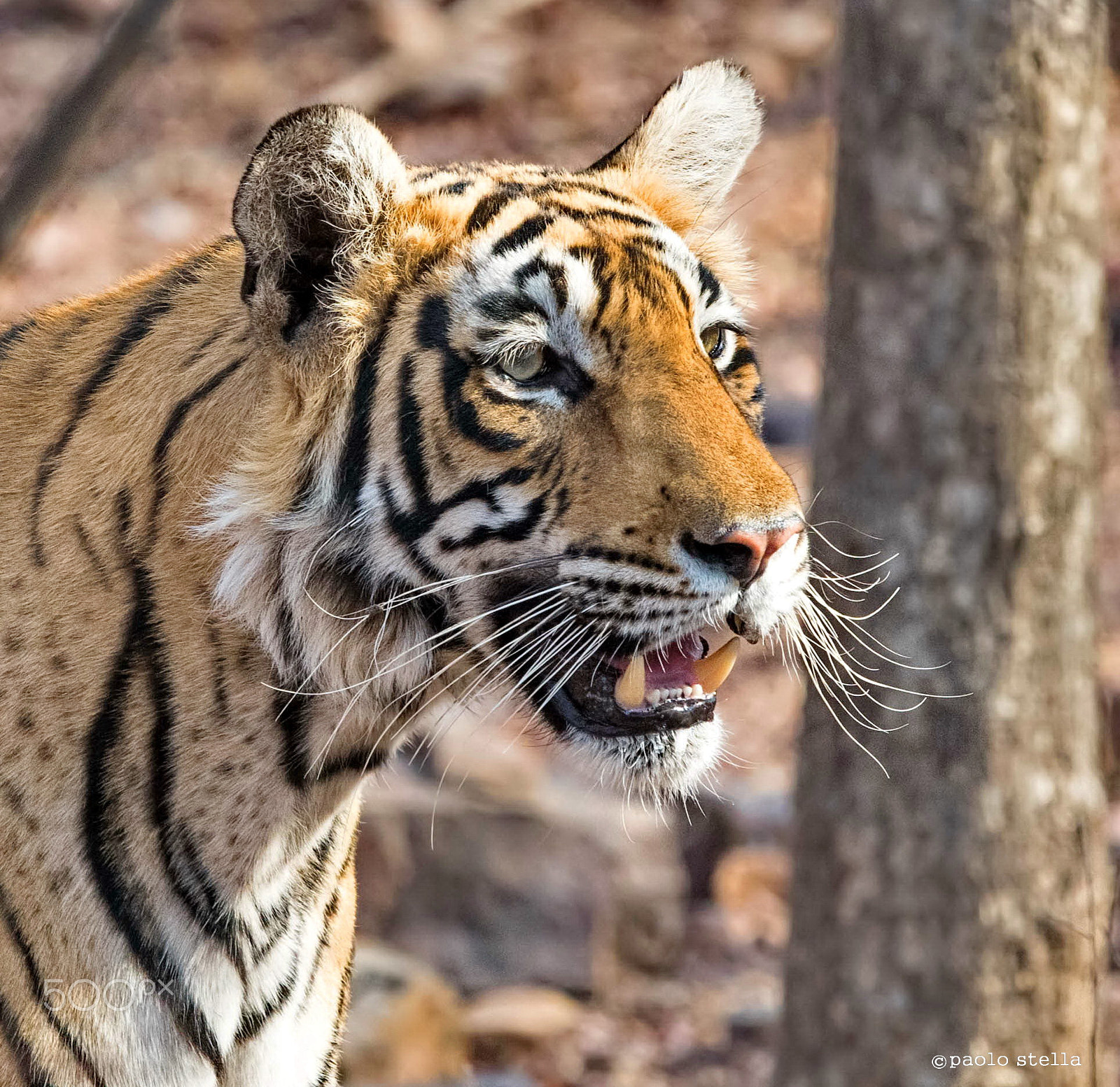 Nikon AF-S Nikkor 400mm F2.8E FL ED VR sample photo. Tiger's mustache photography