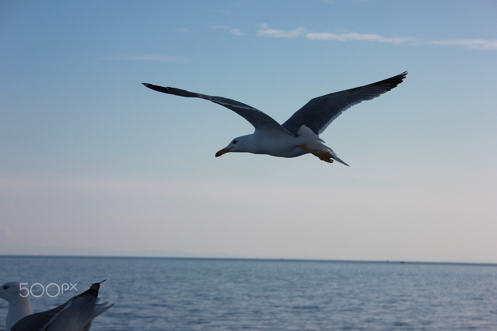 Canon EF-S 18-55mm F3.5-5.6 sample photo. Seagull photography