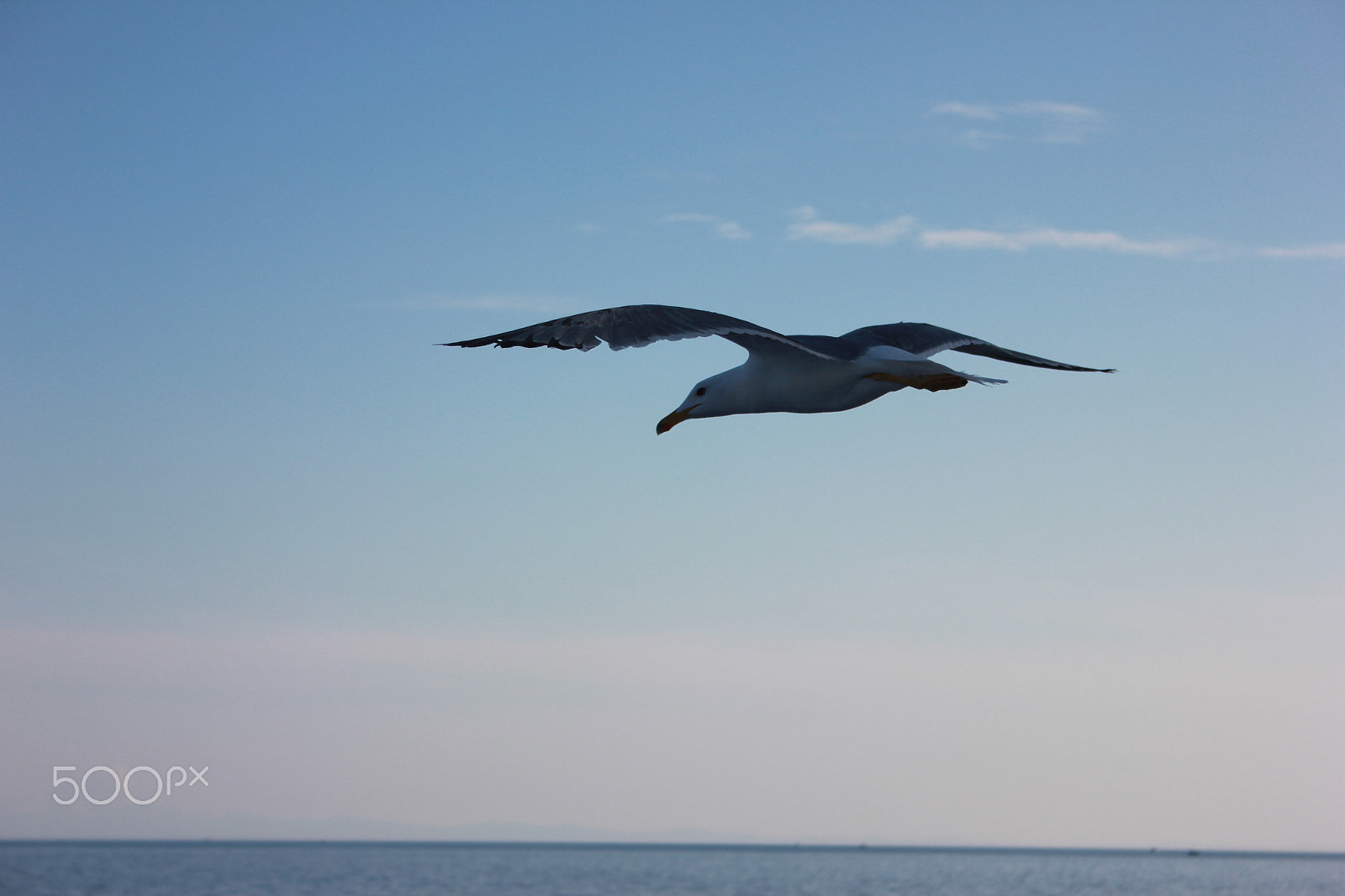 Canon EF-S 18-55mm F3.5-5.6 sample photo. Seagull photography