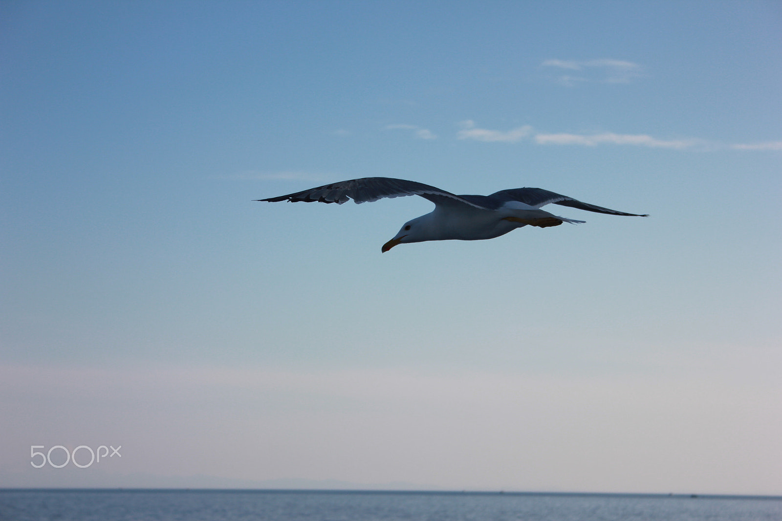 Canon EOS 550D (EOS Rebel T2i / EOS Kiss X4) + Canon EF-S 18-55mm F3.5-5.6 sample photo. Seagull photography