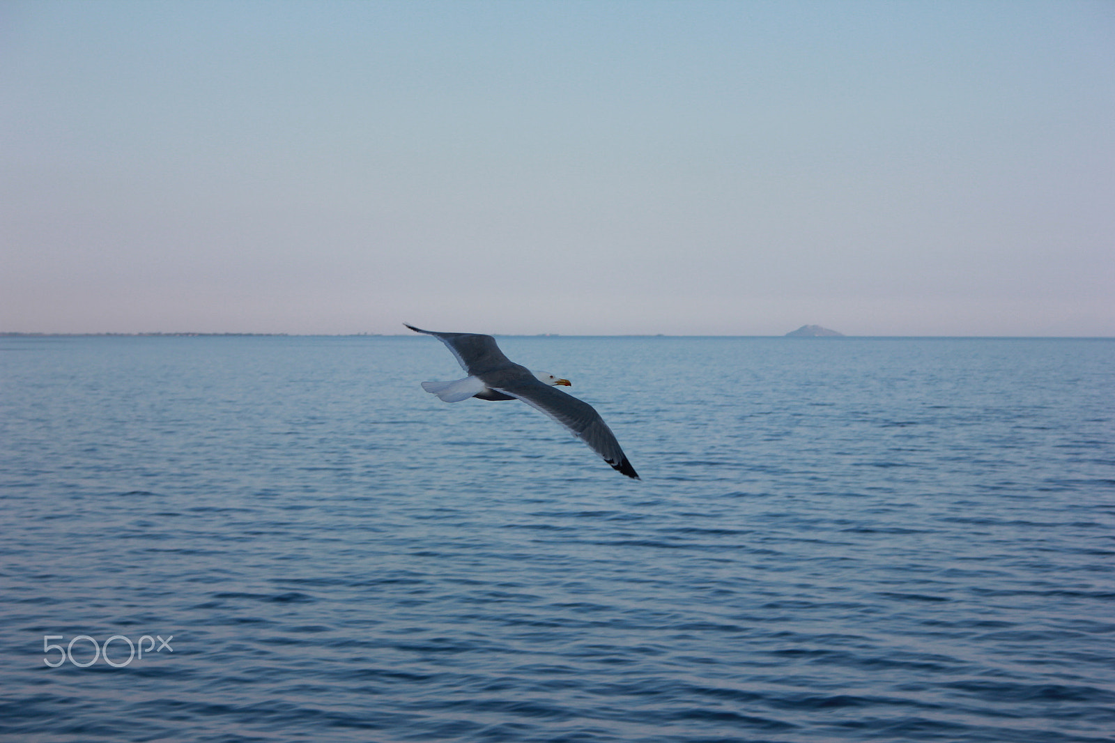 Canon EF-S 18-55mm F3.5-5.6 sample photo. Seagull photography