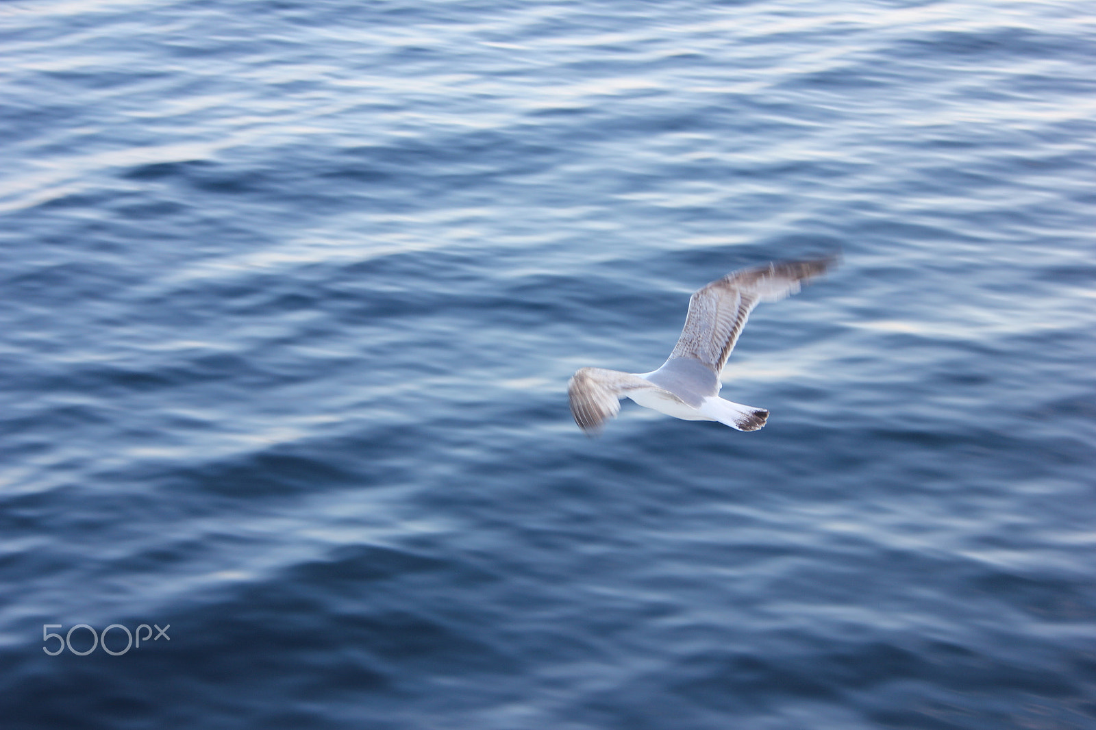 Canon EF-S 18-55mm F3.5-5.6 sample photo. Seagull photography
