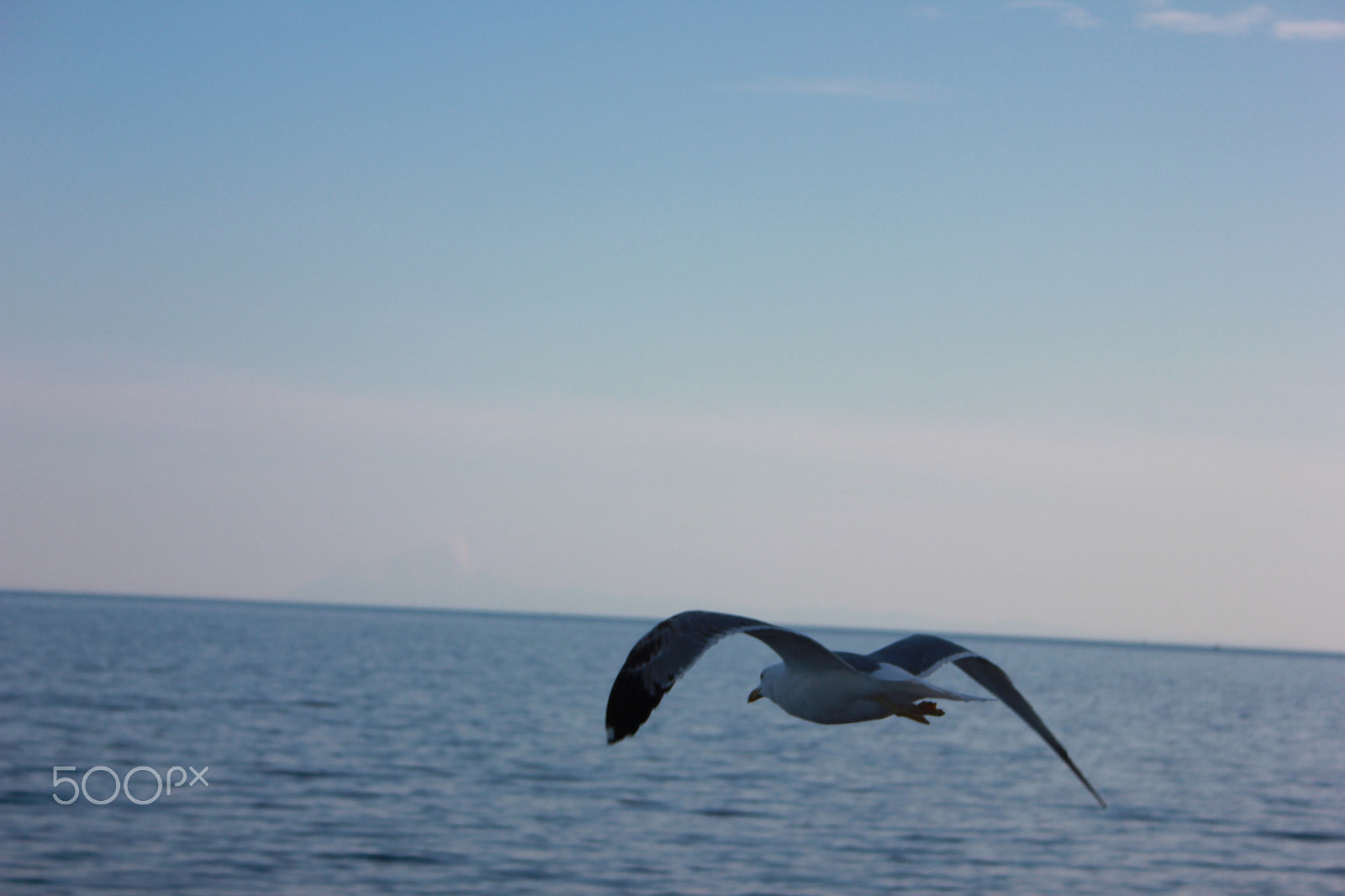 Canon EF-S 18-55mm F3.5-5.6 sample photo. Seagull photography