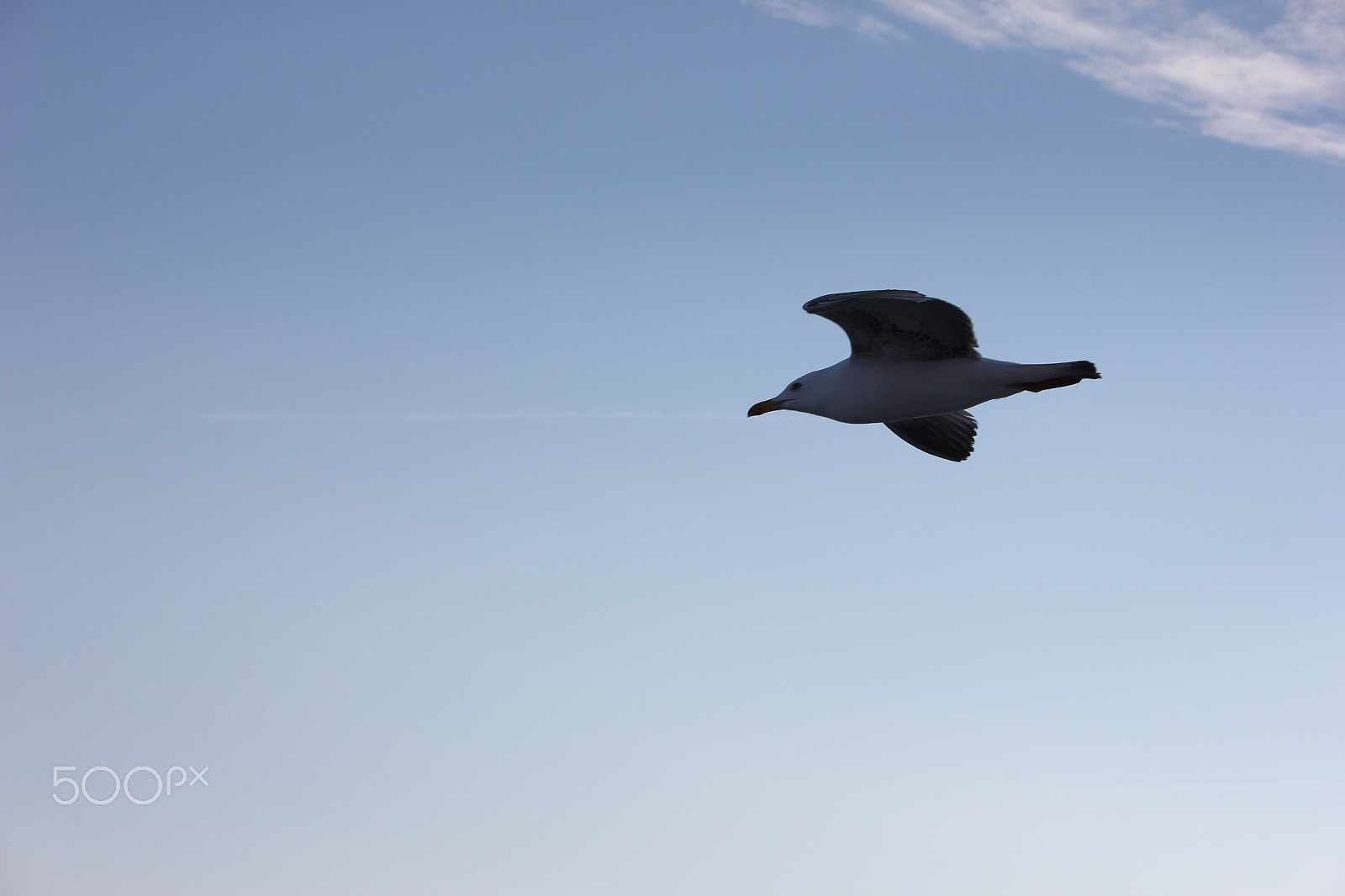 Canon EF-S 18-55mm F3.5-5.6 sample photo. Seagull photography