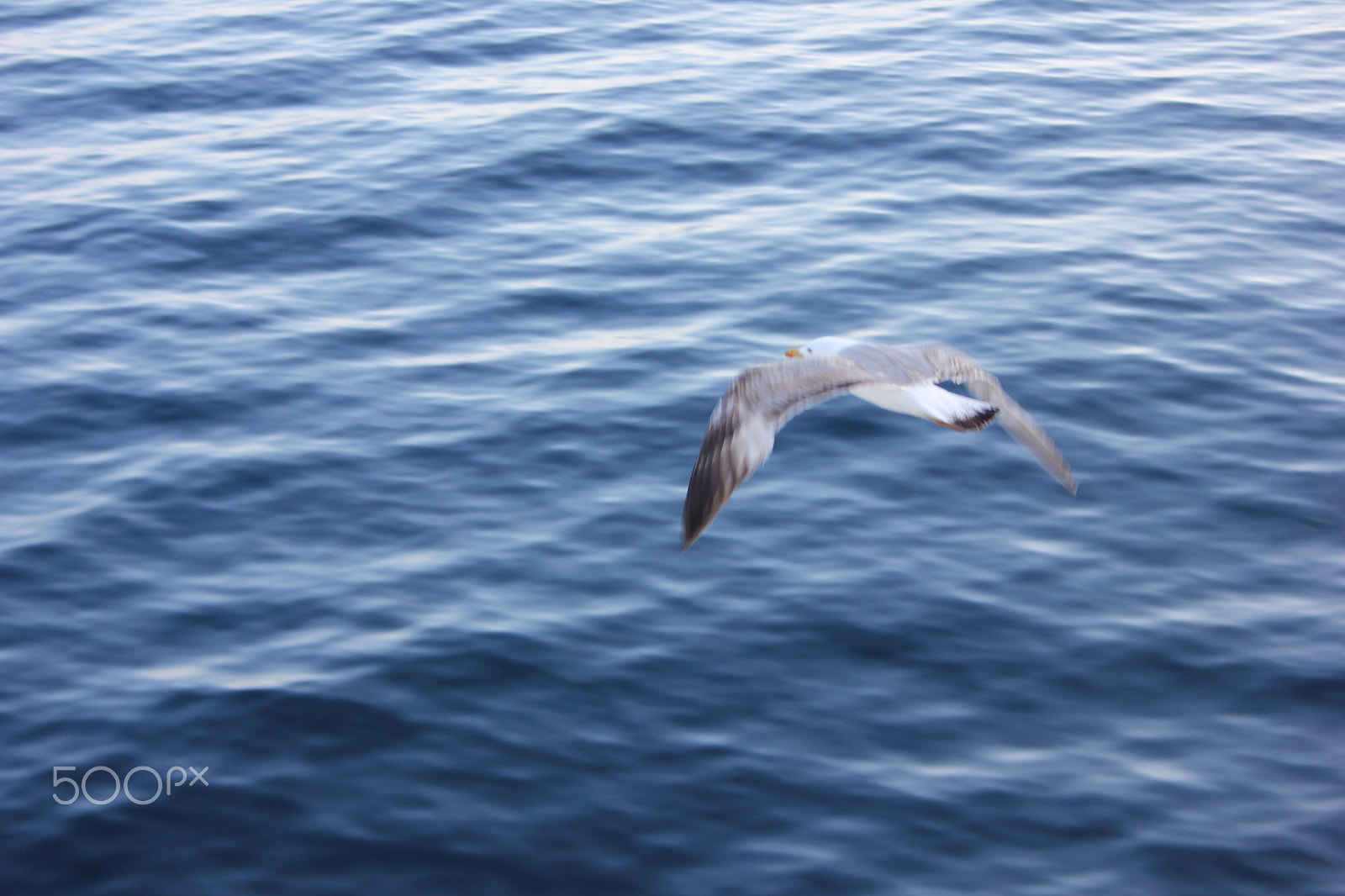 Canon EF-S 18-55mm F3.5-5.6 sample photo. Seagull photography