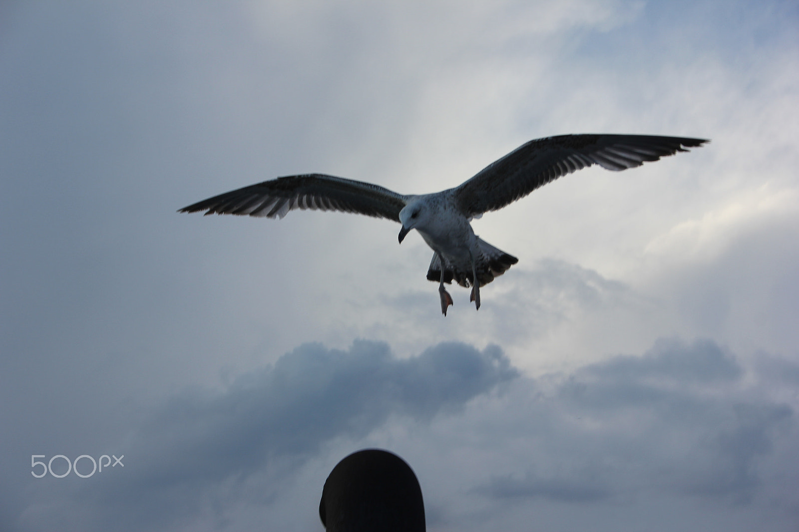Canon EF-S 18-55mm F3.5-5.6 sample photo. Seagull photography