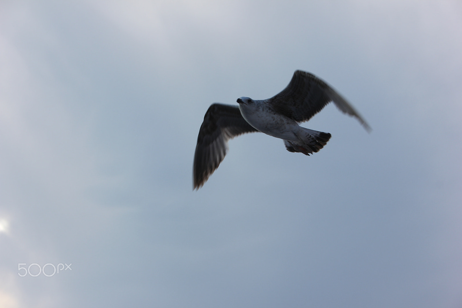Canon EF-S 18-55mm F3.5-5.6 sample photo. Seagull photography