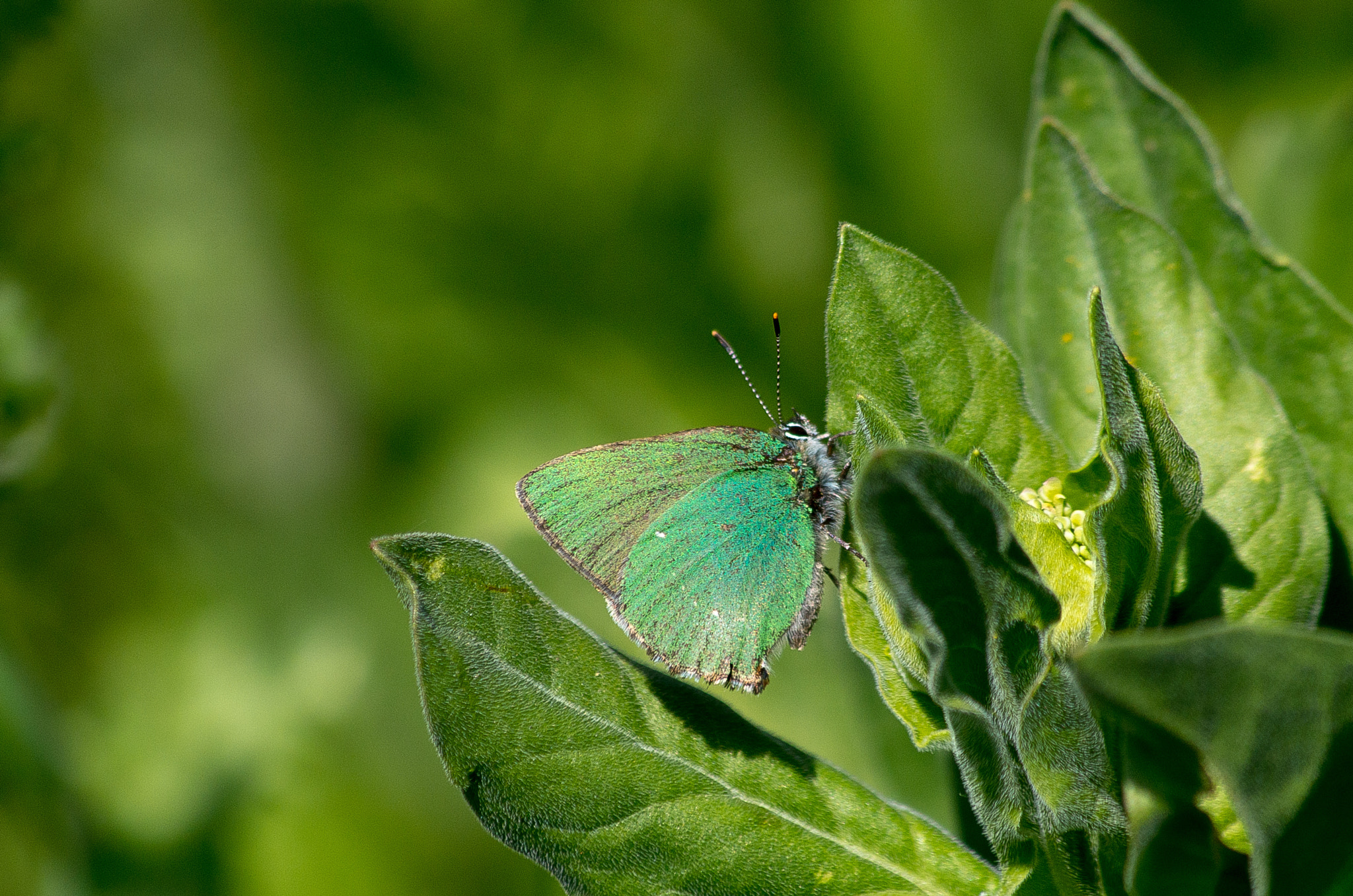 HD Pentax DA 55-300mm F4.0-5.8 ED WR sample photo. Green hairstreak // callophrys rubi photography