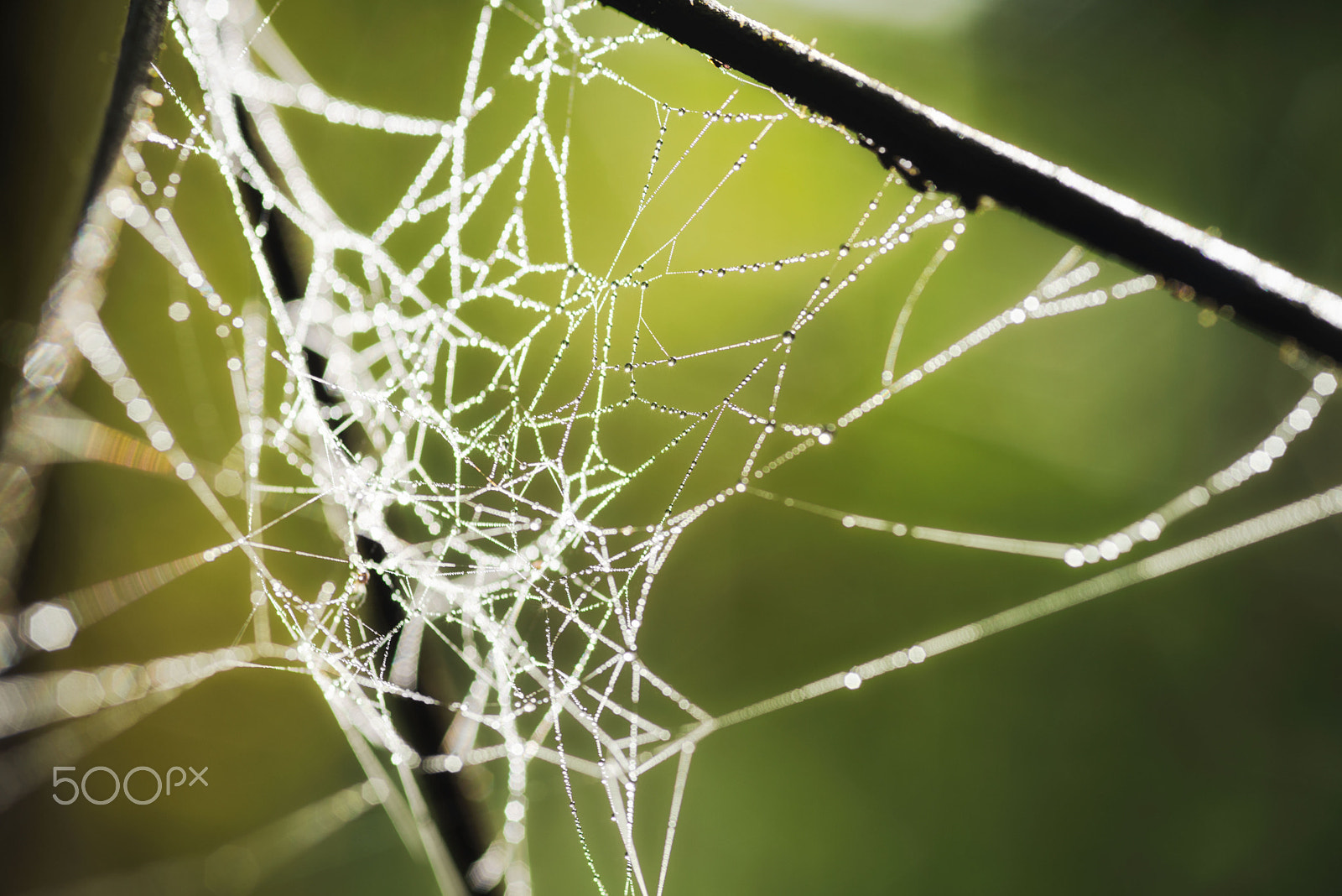 Nikon D600 + AF Micro-Nikkor 105mm f/2.8 sample photo. Thai morning fresh web photography