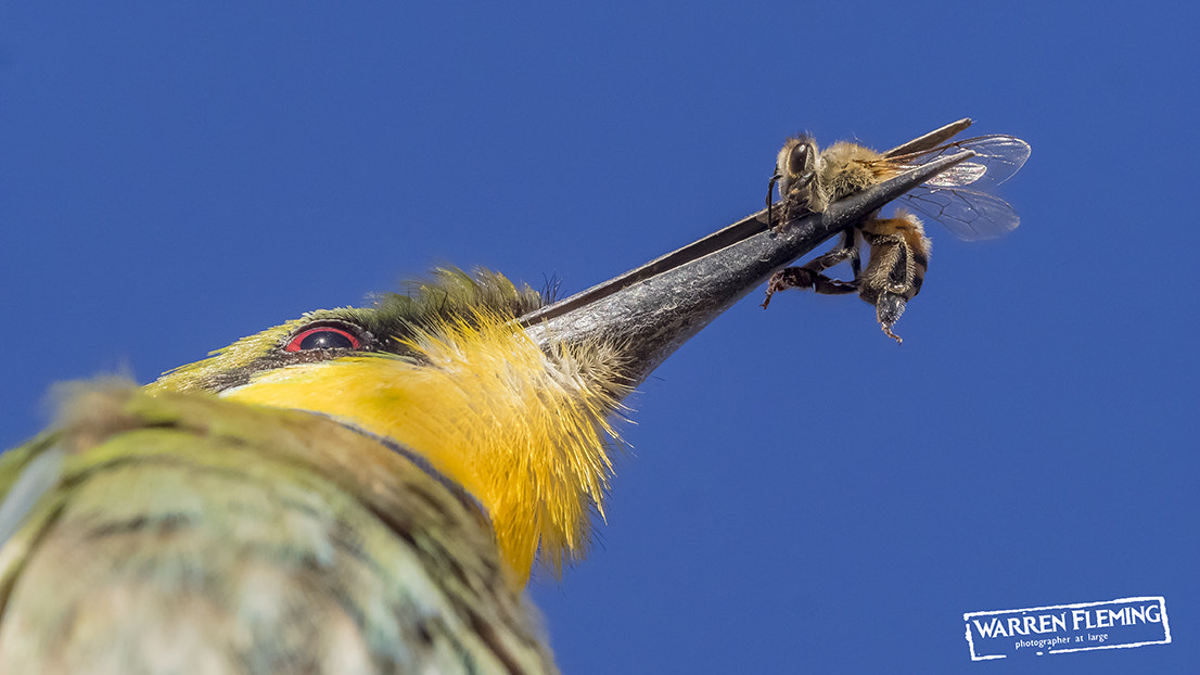M.300mm F4.0 + MC-14 sample photo. Bee eater photography