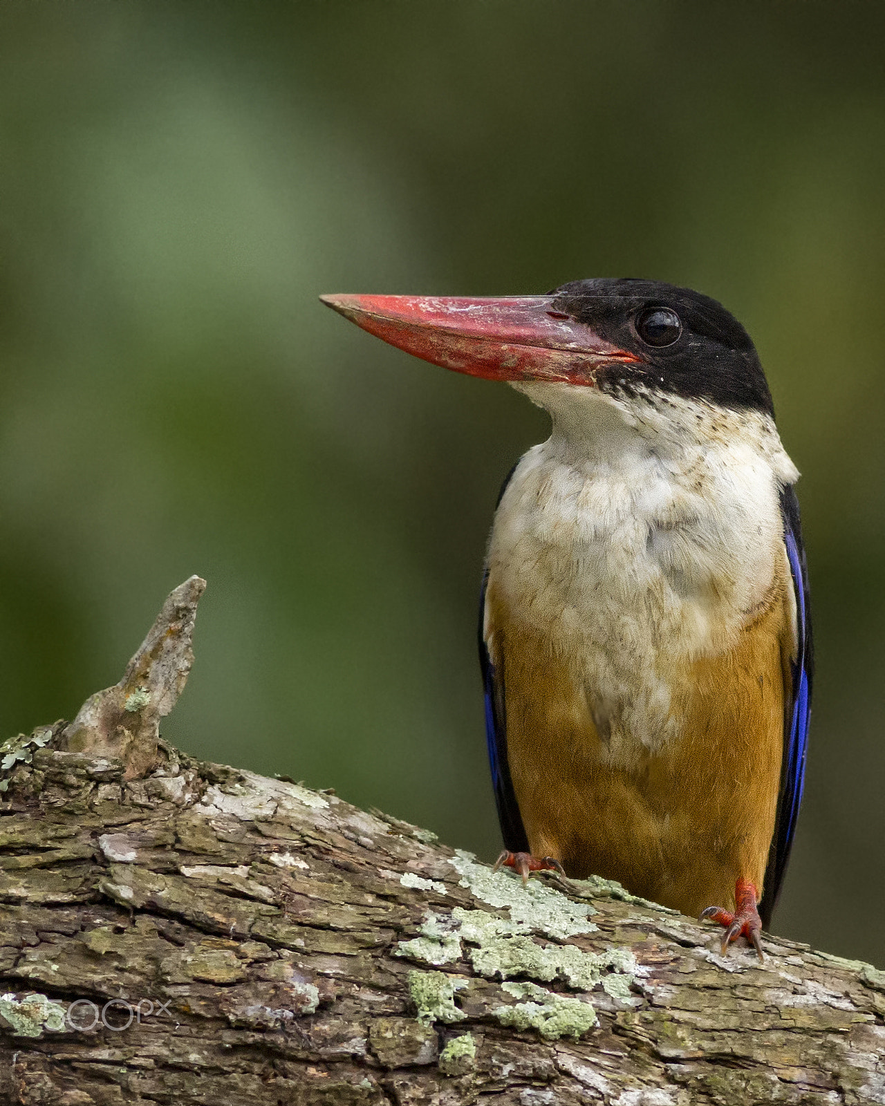 Canon EOS 60D + Canon EF 400mm F5.6L USM sample photo. Black-capped-kingfisher photography