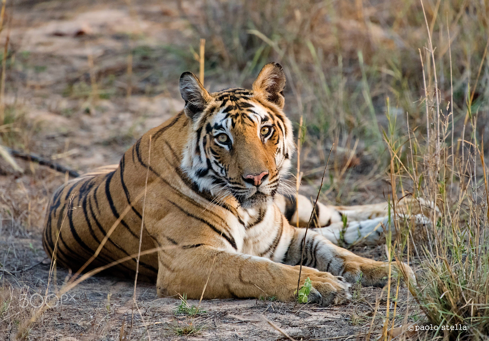 Nikon AF-S Nikkor 400mm F2.8E FL ED VR sample photo. Tiger portrait photography