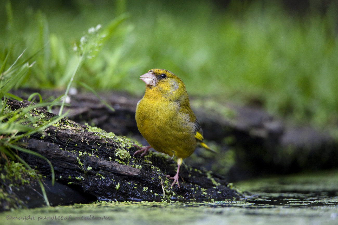 150-600mm F5-6.3 DG OS HSM | Sports 014 sample photo. Groenling/ carduelis chloris photography