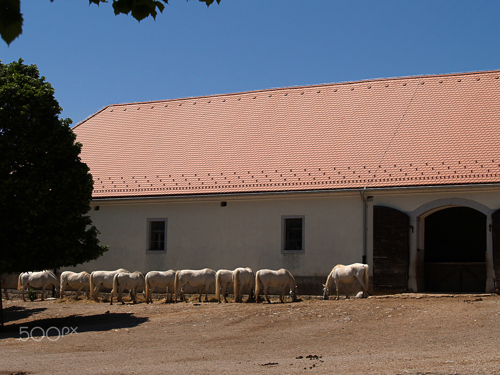 Olympus Zuiko Digital 40-150mm F3.5-4.5 sample photo. Mares at the lipica stud farm, slovenia photography