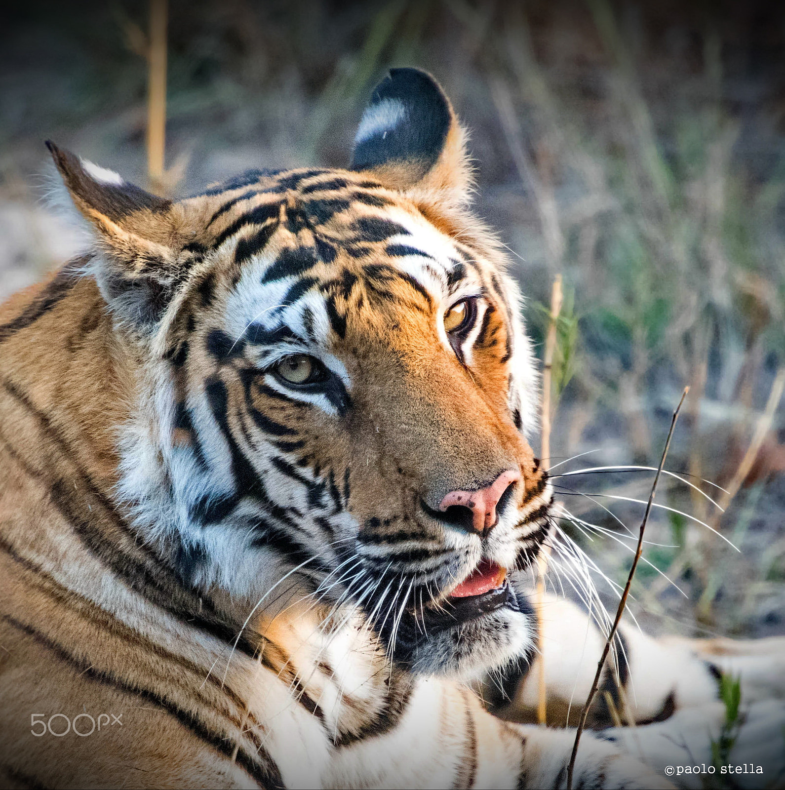 Nikon AF-S Nikkor 400mm F2.8E FL ED VR sample photo. Hey you ! photography