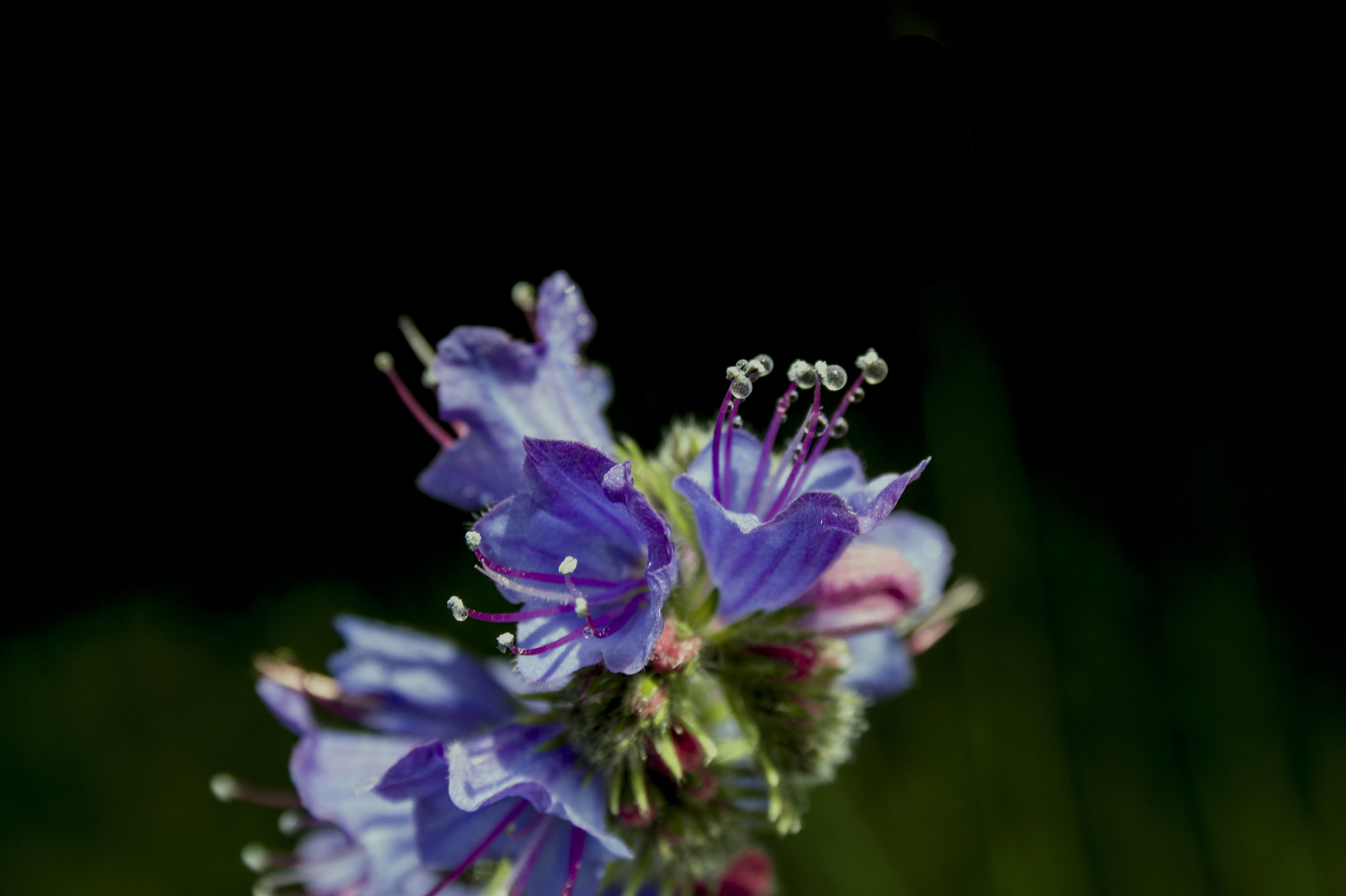 Canon EF-S 18-55mm F3.5-5.6 sample photo. Flower essence photography