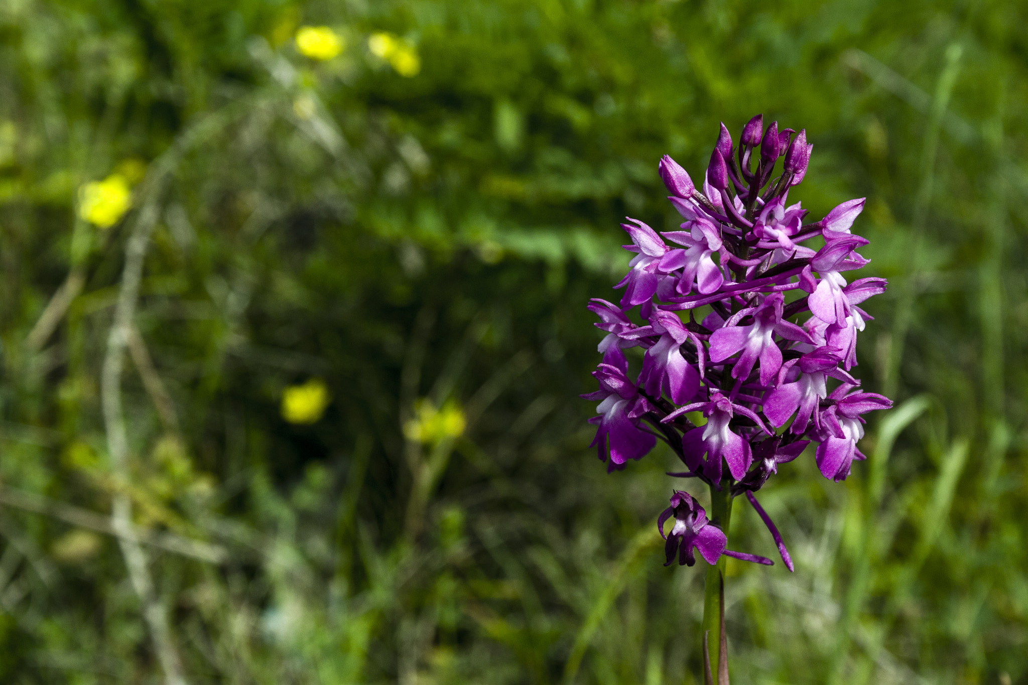 Canon EF-S 18-55mm F3.5-5.6 sample photo. Mountain hyacinth photography