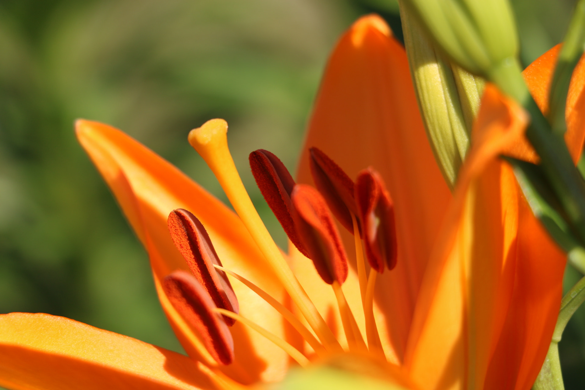 Canon EOS 750D (EOS Rebel T6i / EOS Kiss X8i) sample photo. Flower photography