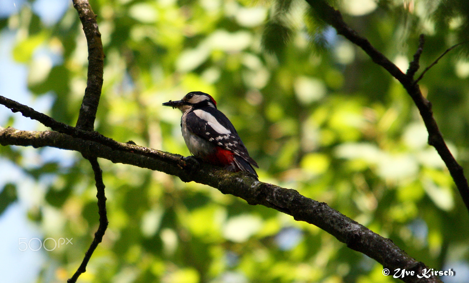 Sigma 150-500mm F5-6.3 DG OS HSM sample photo. Lesser spotted woodpecker photography