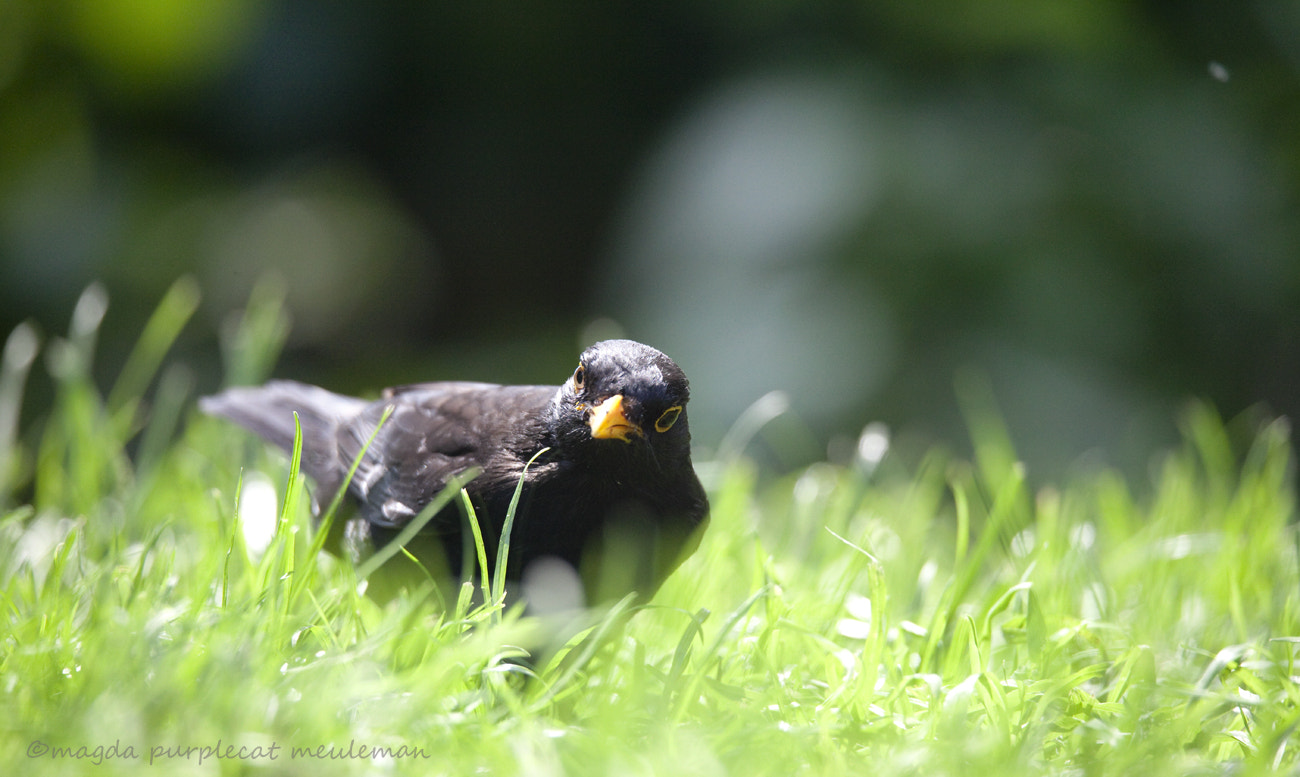 150-600mm F5-6.3 DG OS HSM | Sports 014 sample photo. Merel/ blackbird/ turdus merula photography