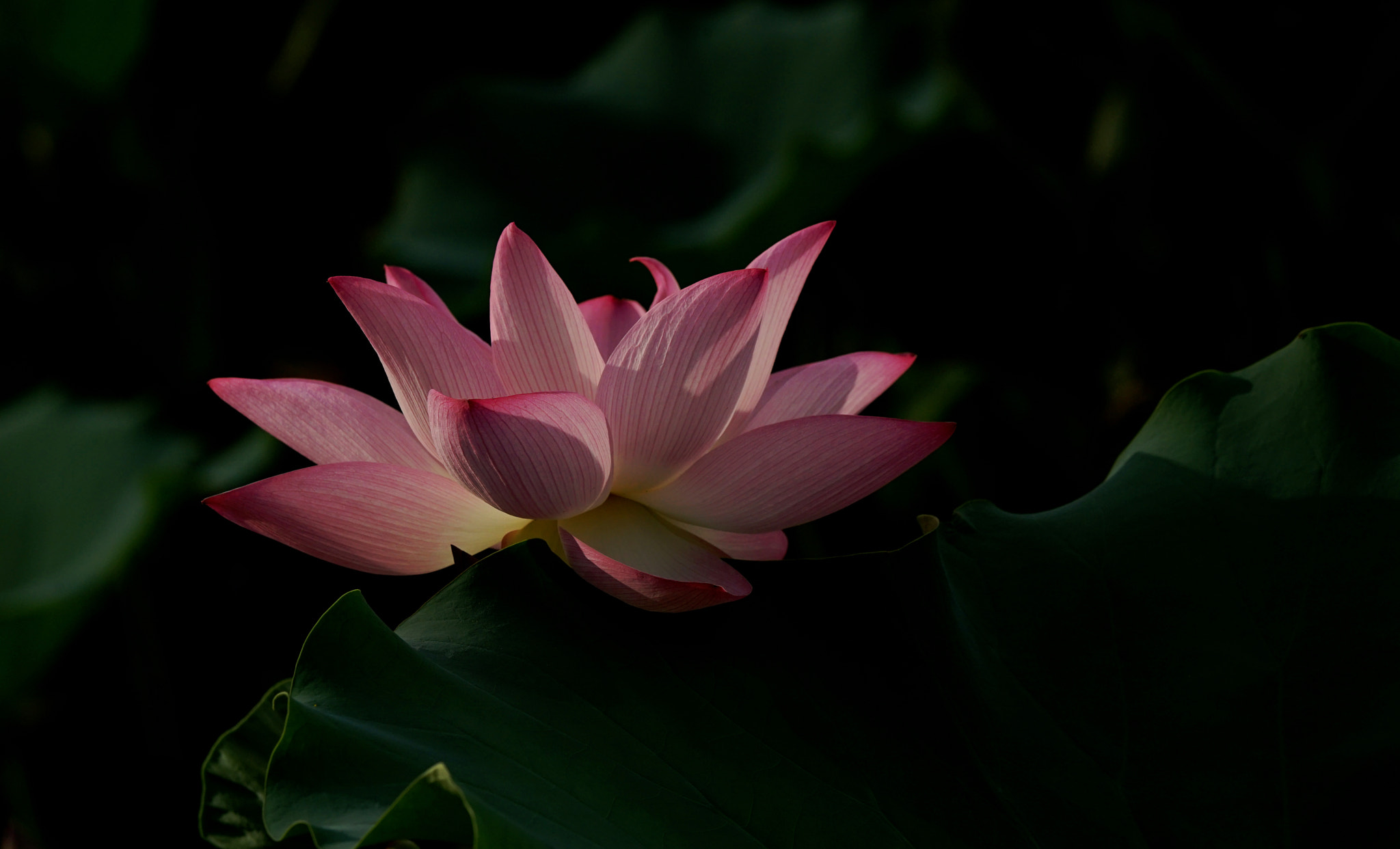 Sony 70-400mm F4-5.6 G SSM II sample photo. As photography