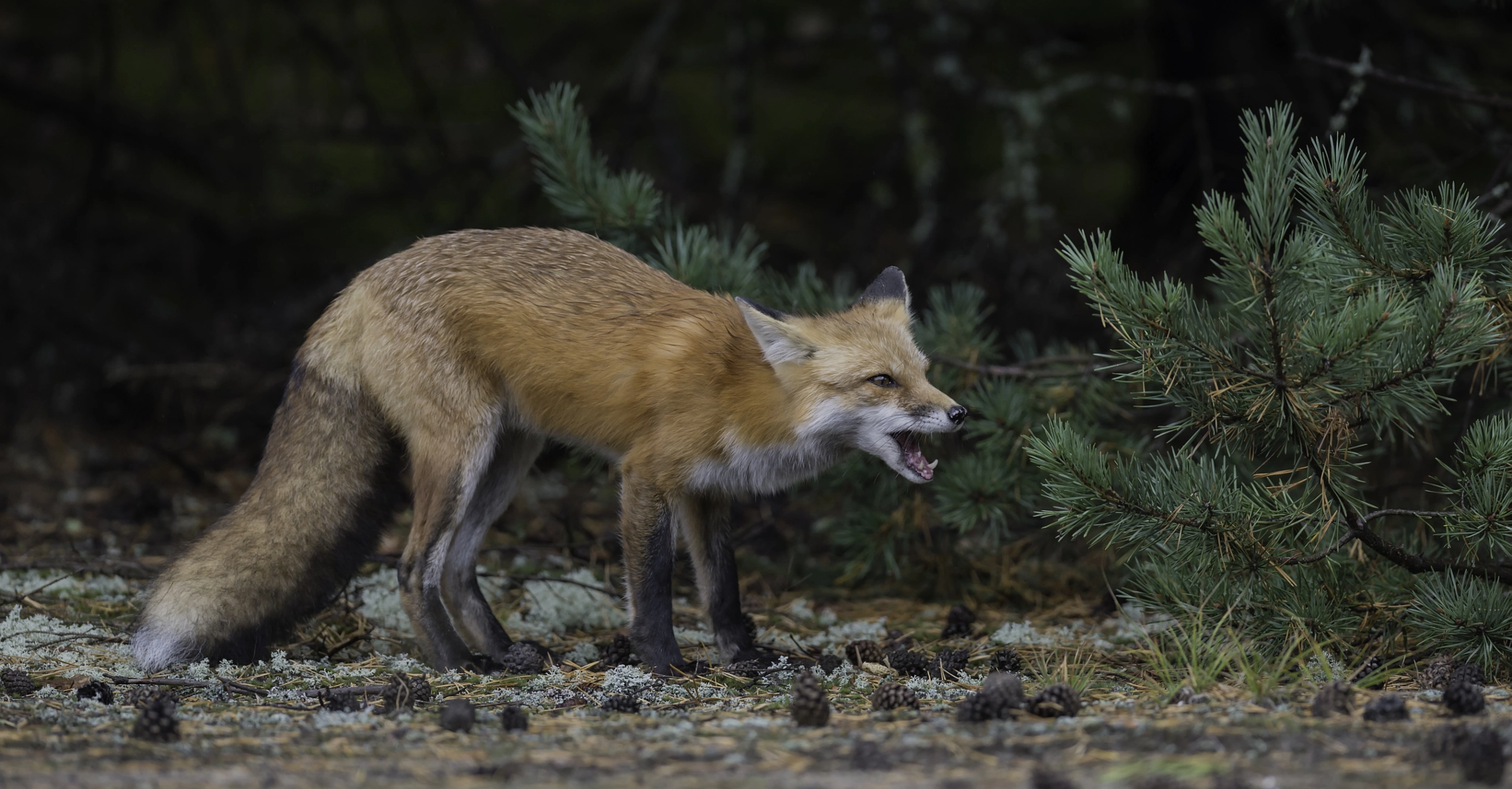 Nikon AF-S Nikkor 400mm F2.8G ED VR II sample photo. In there... photography