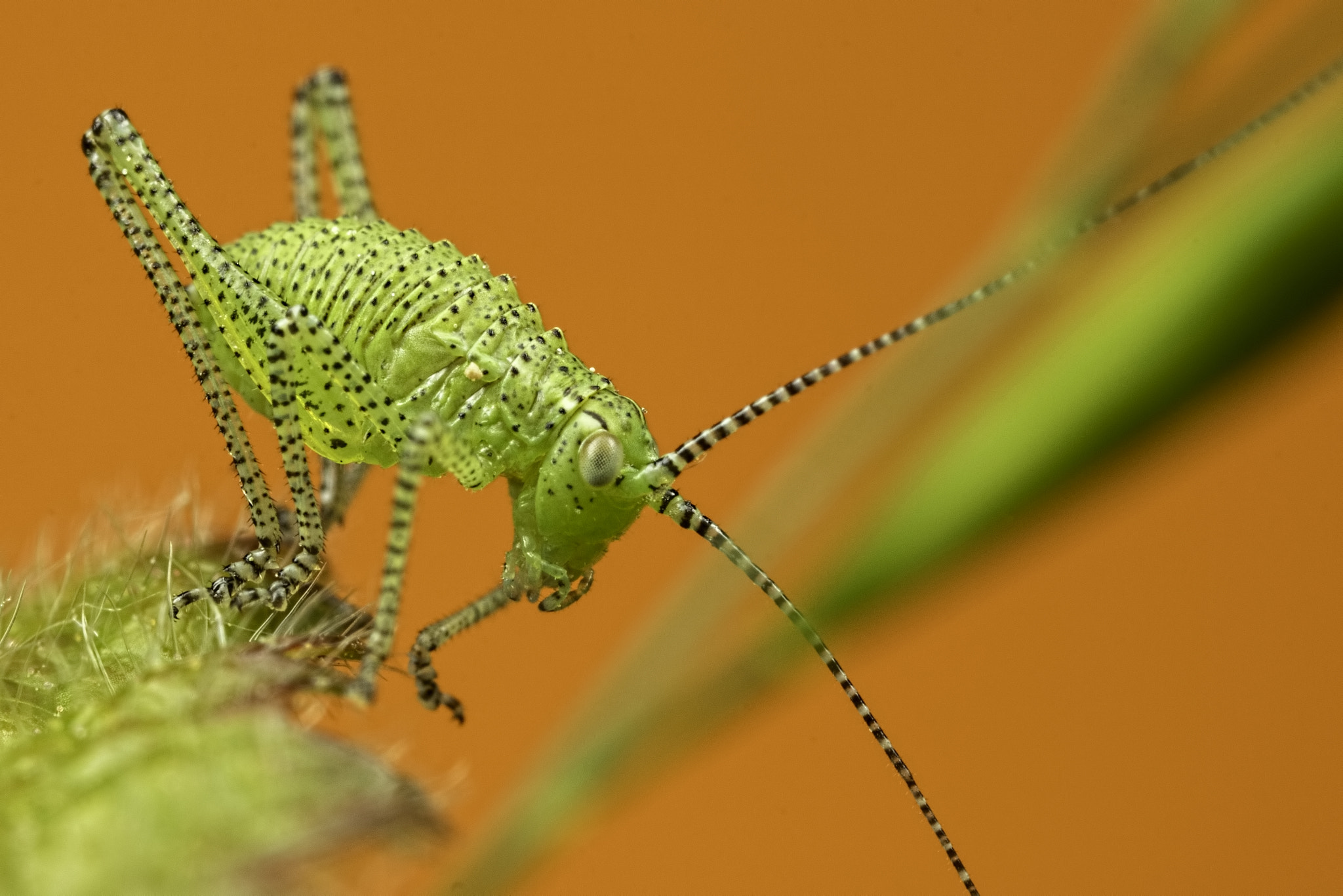 Canon MP-E 65mm F2.5 1-5x Macro Photo sample photo. The cricket photography