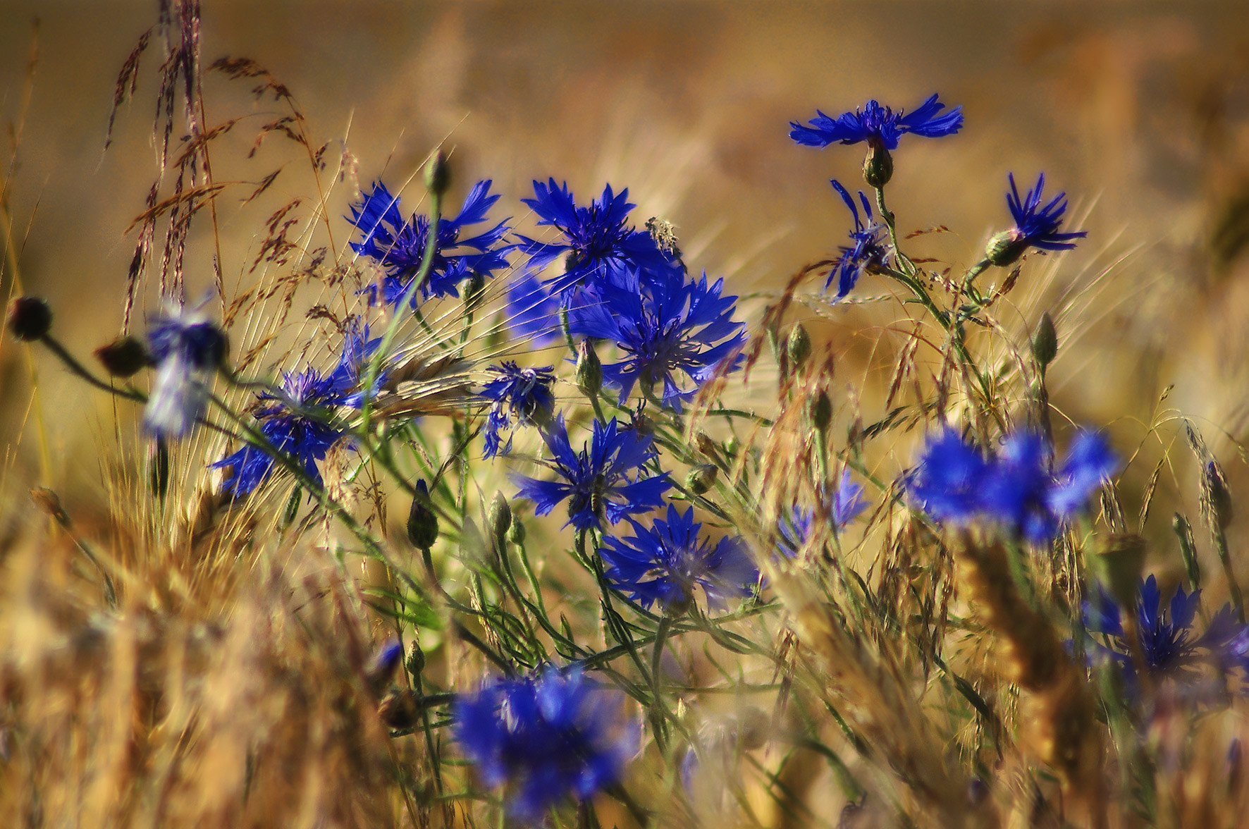 Pentax K-r + Tamron AF 70-300mm F4-5.6 Di LD Macro sample photo. Cornflowers photography