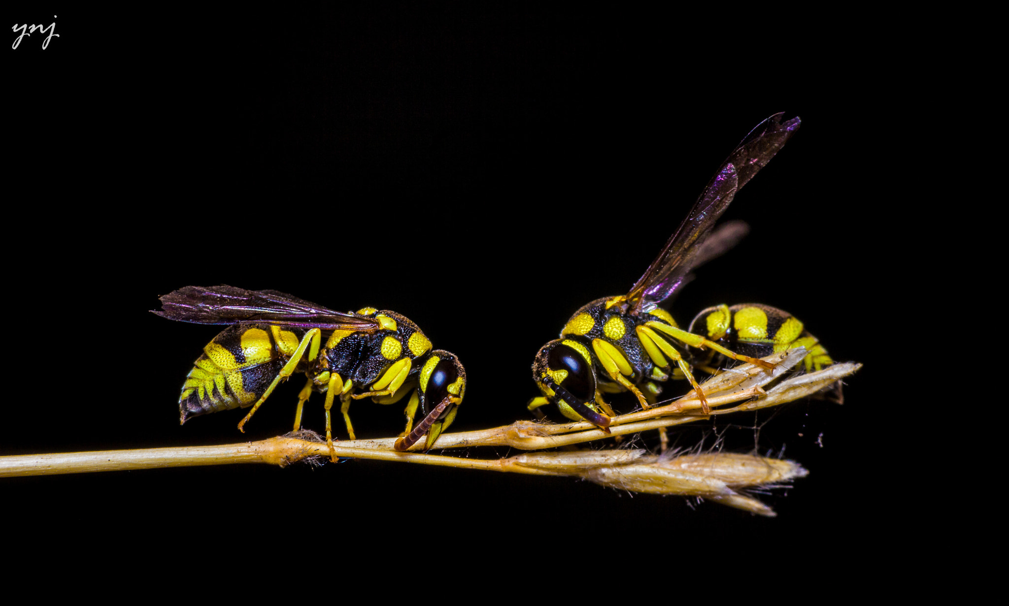 Sigma 70-300mm F4-5.6 APO DG Macro sample photo. Wasps locking horns? photography