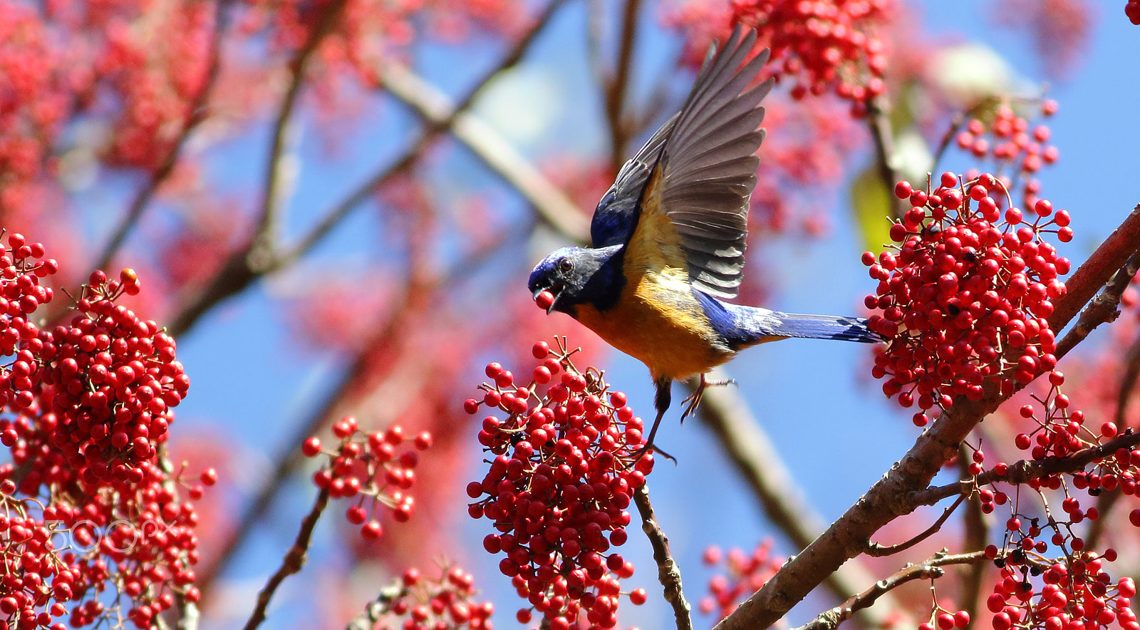 Canon EOS 7D Mark II + Canon EF 400mm F5.6L USM sample photo. 黃腹琉璃 niltava vivida photography