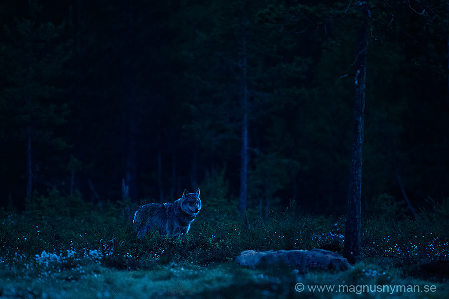 Nikon D4S + Nikon AF-S Nikkor 500mm F4G ED VR sample photo. Summer night wolf photography