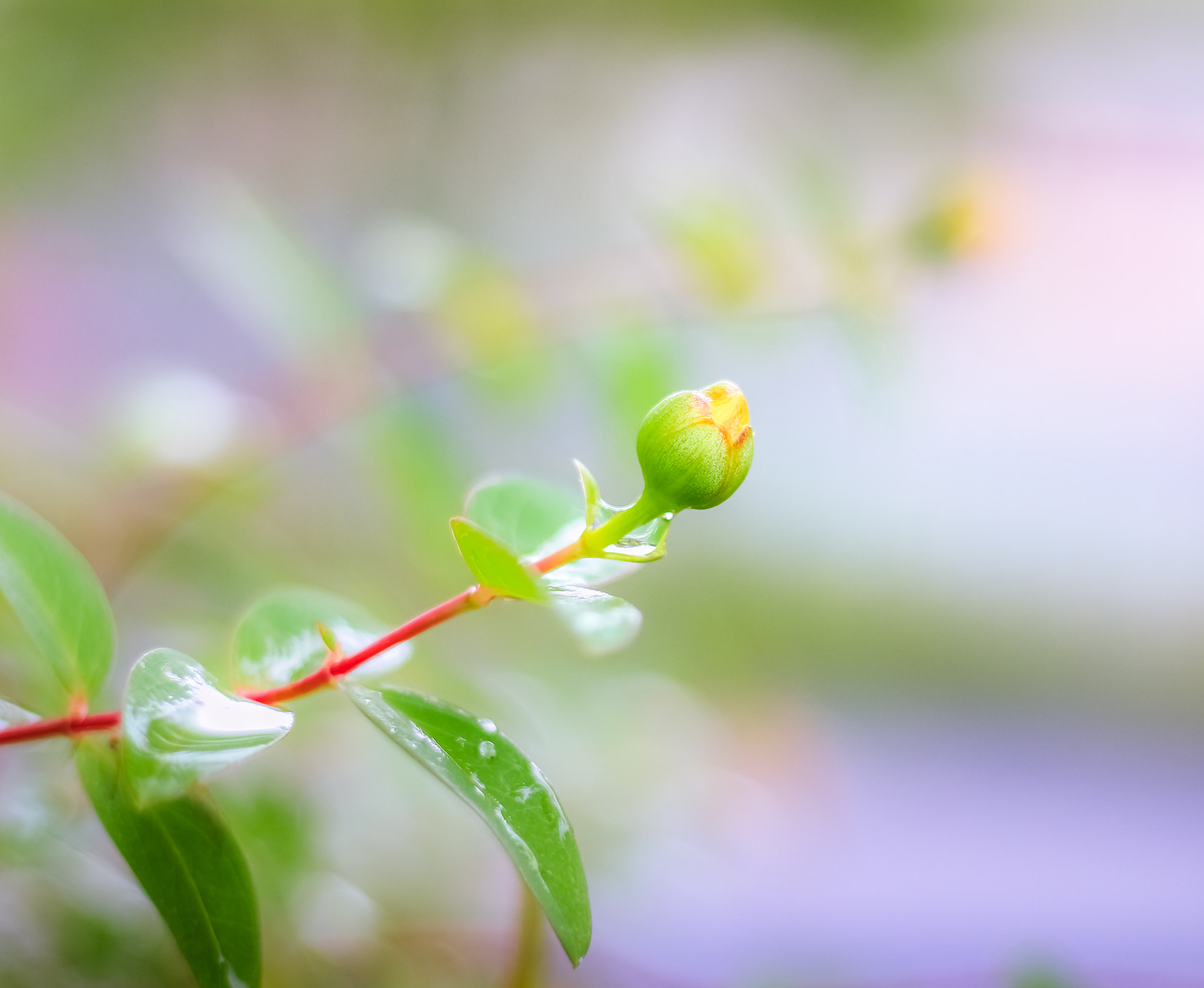 Canon EOS 650D (EOS Rebel T4i / EOS Kiss X6i) sample photo. Opening up soon photography